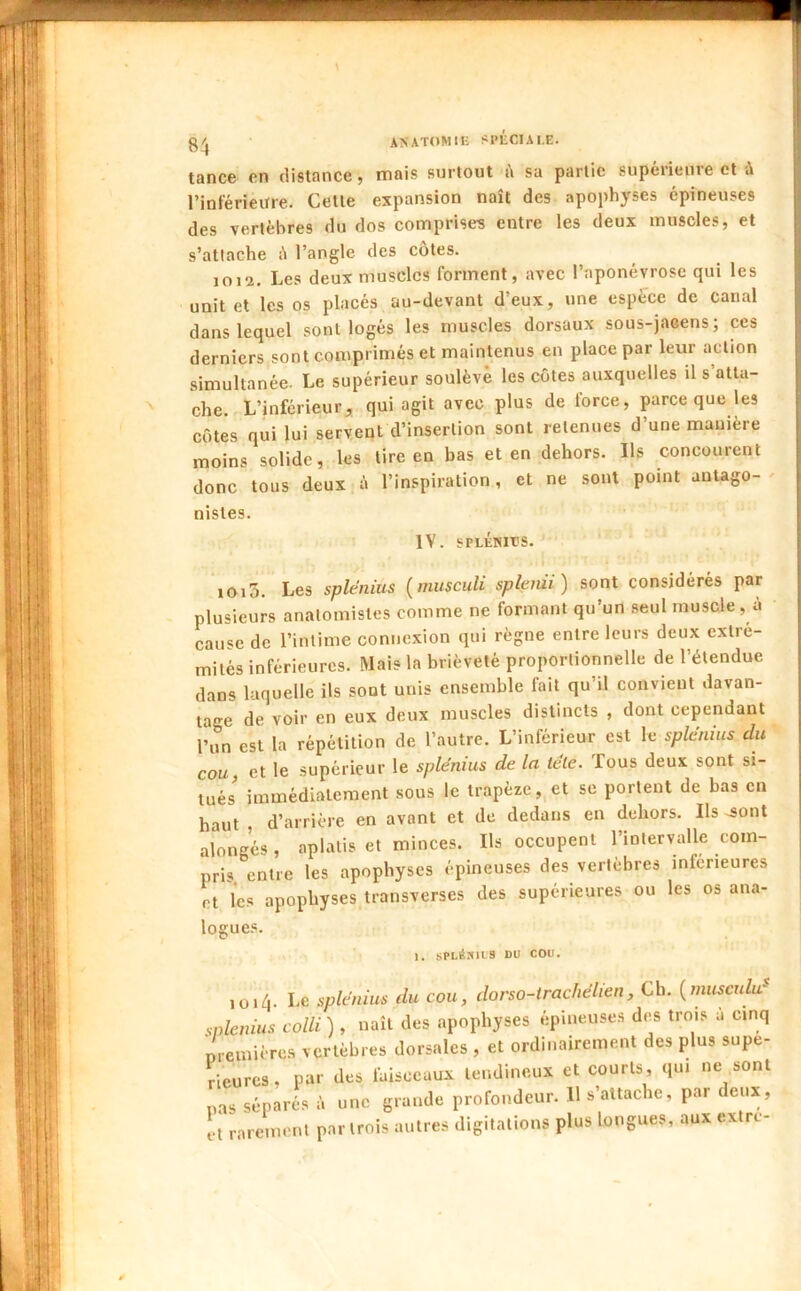 \ tance en distance, mais surtout à sa partie supérieure et à l’inférieirre. Cette expansion naît des apophyses épineuses des vertèbres du dos comprises entre les deux muscles, et s’attache ;î l’angle des côtes. 1012. Les deux muscles forment, avec l’aponévrose qui les unit et les os placés au-devant d’eux, une espèce de canal dans lequel sont logés les muscles dorsaux sous-jacens; ces derniers sont comprimés et maintenus en place par leur action simultanée. Le supérieur soulève les côtes auxquelles il s atta- che, L’inférieur^ qui agit avec plus de force, parce que les côtes qui lui servent d’insertion sont retenues d’une manière moins solide, les tire en bas et en dehors. Ils concourent donc tous deux à l’inspiration, et ne sont point autago- ' nisles. IV. SPLÉHITS. i ioi3. Les splenius (musculi spleidi) sont considérés par plusieurs anatomistes comme ne formant qu’un seul muscle, à cause de l’intime connexion qui règne entre leurs deux extré- mités inférieures. Mais la brièveté proportionnelle de l’étendue dans laquelle ils sont unis ensemble fait qu’il convient davan- tage de voir en eux deux muscles distincts , dont cependant l’un est la répétition de l’autre. L’inférieur est le splenius du cou, et le supérieur le splenius de la tête. Tous deux sont si- tués immédiatement sous le trapèze, et se portent de bas en haut , d’arrière en avant et de dedans en dehors. Ils .sont along’és, aplatis et minces. Ils occupent l’intervalle com- pris entre les apophyses épineuses des vertèbres inferieures et les apophyses transverses des supérieures ou les os ana- logues. 1. spcésiis ou cou. loiô. Le splenius du cou, dorso-trachélien, Ch. {muscidu' splenius coin ) , naît des apophyses épineuses des trois à cinq memières vertèbres dorsales , et ordinairement des plus supé- rieures , par des faisceaux tendineux et courts, qui ne sont nas séparés à une grande profondeur. 11 s’attache, par deux, ci rarement par trois autres digitations plus longues, aux extre-