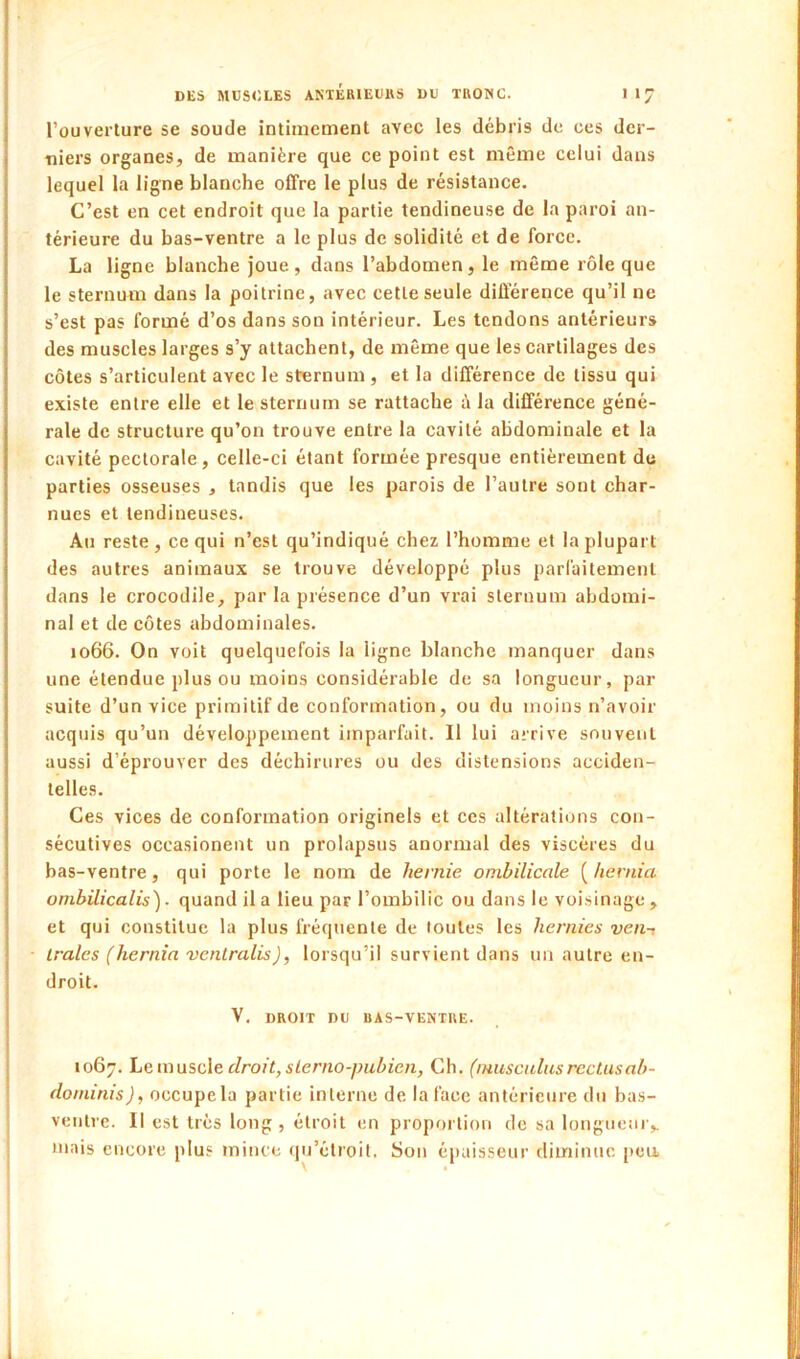 l’ouverlure se soude intimement avec les débris de ces der- niers organes, de manière que ce point est même celui dans lequel la ligne blanche offre le plus de résistance. C’est en cet endroit que la partie tendineuse de la paroi an- térieure du bas-ventre a le plus de solidité et de force. La ligne blanche joue, dans l’abdomen, le même rôle que le sternum dans la poitrine, avec cette seule différence qu’il ne s’est pas formé d’os dans son intérieur. Les tendons antérieurs des muscles larges s’y attachent, de même que les cartilages des côtes s’articulent avec le sternum , et la différence de tissu qui existe entre elle et le sternum se rattache à la différence géné- rale de structure qu’on trouve entre la cavité abdominale et la cavité pectorale, celle-ci étant formée presque entièrement do parties osseuses , tandis que les parois de l’autre sont char- nues et tendineuses. Au reste, ce qui n’est qu’indiqué chez l’homme et la plupart des autres animaux se trouve développé plus parfaitement dans le crocodile, par la présence d’un vrai sternum abdomi- nal et de côtes abdominales. 1066. On voit quelquefois la ligne blanche manquer dans une étendue plus ou moins considérable de sa longueur, par suite d’un vice primitif de conformation, ou du moins n’avoir acquis qu’un développement imparfait. Il lui arrive souvenl aussi d’éprouver des déchirures ou des distensions acciden- telles. Ces vices de conformation originels et ces altérations con- sécutives occasionent un prolapsus anormal des viscères du bas-ventre, qui porte le nom de hernie ombilicale ( liernia umbilicalis). quand il a lieu par l’ombilic ou dans le voisinage , et qui constitue la plus fréquente de toutes les hernies ven-t traies (hernîn ventralis), lorsqu’il survient dans un autre en- droit. V. DROIT DU RAS-VENTRE. 1067. Le muscle droit, slerno-pubien, Ch. (luuscultisrcctusab- doininis), occupe la partie interne de la face antérieure du bas- venlrc. II est très long , étroit en proportion de sa longueur,, mais encore plus mince (pj’étroit. Son épaisseur diminue peu,