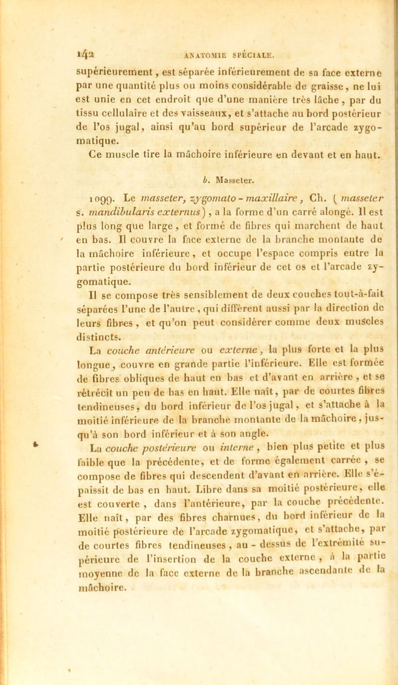 supérieurement, est séparée inférieurement de sa face externe par une quantité plus ou moins considérable de graisse, ne lui est unie en cet endroit que d’une manière très lâche, par du tissu cellulaire et des vaisseaux, et s’attache au bord postérieur de l’os jugal, ainsi qu’au bord supérieur de l’arcade zygo- matique. Ce muscle tire la mâchoire inférieure en devant et en haut. b. Masseler. 1099. Le masseter, zygomalo - maxillaire, Ch. masseler s. mandibularis exlernus) , a la forme d’un carré alongé. Il est plus long que large, et formé de fibres qui marchent de haut en bas. Il couvre la face externe de la branche montante de la mâchoire inférieure, et occupe l’espace compris entre la partie postérieure du bord inférieur de cet os et l’arcade zy- gomatique. Il se compose très sensiblement de deux couches tout-à-fait séparées l’une de l’autre , qui diffèrent aussi par la direction de leurs fibr^îs, et qu’on peut considérer comme deux muScles distincts. La couche anterieure ou externe, la plus forte et la plus longue^ couvre en grande partie l’inférieure. Elle est formée de fibres obliques de haut en bas et d’avant en arrière , et se rétrécit un peu de bas en haut. Elle naît, par de courtes fibres tendineuses, du bord inférieur de l’os jugal, et s’attache à la moitié inférieure de la branche montante de la mâchoire, jus- qu’à son bord inférieur et à son angle. La couche postérieure ou interne, bien plus petite et plus faible que la précédente, et de forme également carrée , se compose de fibres qui descendent d’avant en arrière. Elle s é- paissit de bas en haut. Libre dans sa moitié postérieure, elle est couverte , dans l’antérieure, par la couche précédente. Elle naît, par des fibres charnues, du bord inférieur de la moitié postérieure de l’arcade zygomatique, et s’attache, par de courtes fibres tendineuses , au - dessus de l’extrémité su- périeure de l’insertion de la couche externe , à la partie moyenne de la face externe de la branche ascendante de la mâchoire.