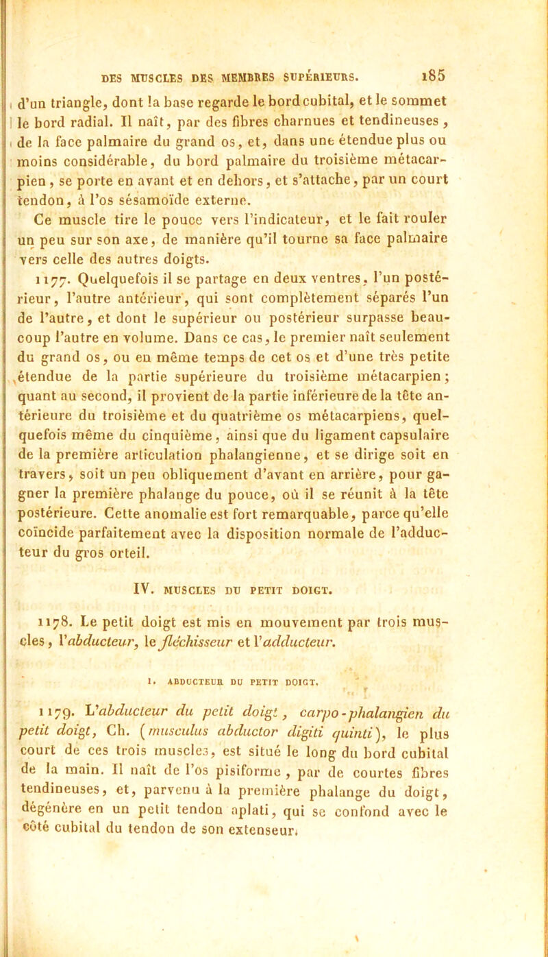 I d’un triangle, dont la base regarde le bord cubital, et le sommet 1 le bord radial. Il naît, par des fibres charnues et tendineuses , I de la face palmaire du grand os, et, dans une étendue plus ou moins considérable, du bord palmaire du troisième métacar- pien , se porte en avant et en dehors, et s’attache, par un court tendon, à l’os sésamoïde externe. Ce muscle tire le pouce vers l’indicateur, et le fait rouler un peu sur son axe, de manière qu’il tourne sa face palmaire vers celle des autres doigts. 1177. Quelquefois il se partage en deux ventres, l’un posté- rieur, l’autre antérieur , qui sont complètement séparés l’un de l’autre, et dont le supérieur ou postérieur surpasse beau- coup l’autre en volume. Dans ce cas, le premier naît seulement du grand os, ou eu même temps de cet oa et d’une très petite ,étendue de la partie supérieure du troisième métacarpien ; quant au second, il provient de la partie inférieure de la tête an- térieure du troisième et du quatrième os métacarpiens, quel- quefois même du cinquième, ainsi que du ligament capsulaire de la première articulation phalangienne, et se dirige soit en travers, soit un peu obliquement d’avant en arrière, pour ga- gner la première phalange du pouce, où il se réunit à la tête postérieure. Cette anomalie est fort remarquable, parce qu’elle coïncide parfaitement avec la disposition normale de l’adduc- teur du gros orteil. IV. MUSCLES DU PETIT DOIGT. 1178. Le petit doigt est mis en mouvement par trois mus- cles, Vabducteur, \efléchisseur clVadducteur. I. ABDOCTEllU DU PETIT DOIGT. 117g. Vabducteur du petit doigt, carpo-phalaiigien du petit doi^t, Ch. {musculus abductor digiti quinti), le plus court de ces trois muscles, est situé le long du bord cubital de la main. Il naît de l’os pisiforme , par de courtes fibres tendineuses, et, parvenu à la première phalange du doigt, dégénère en un petit tendon aplati, qui se confond avec le côté cubital du tendon de son extenseur*