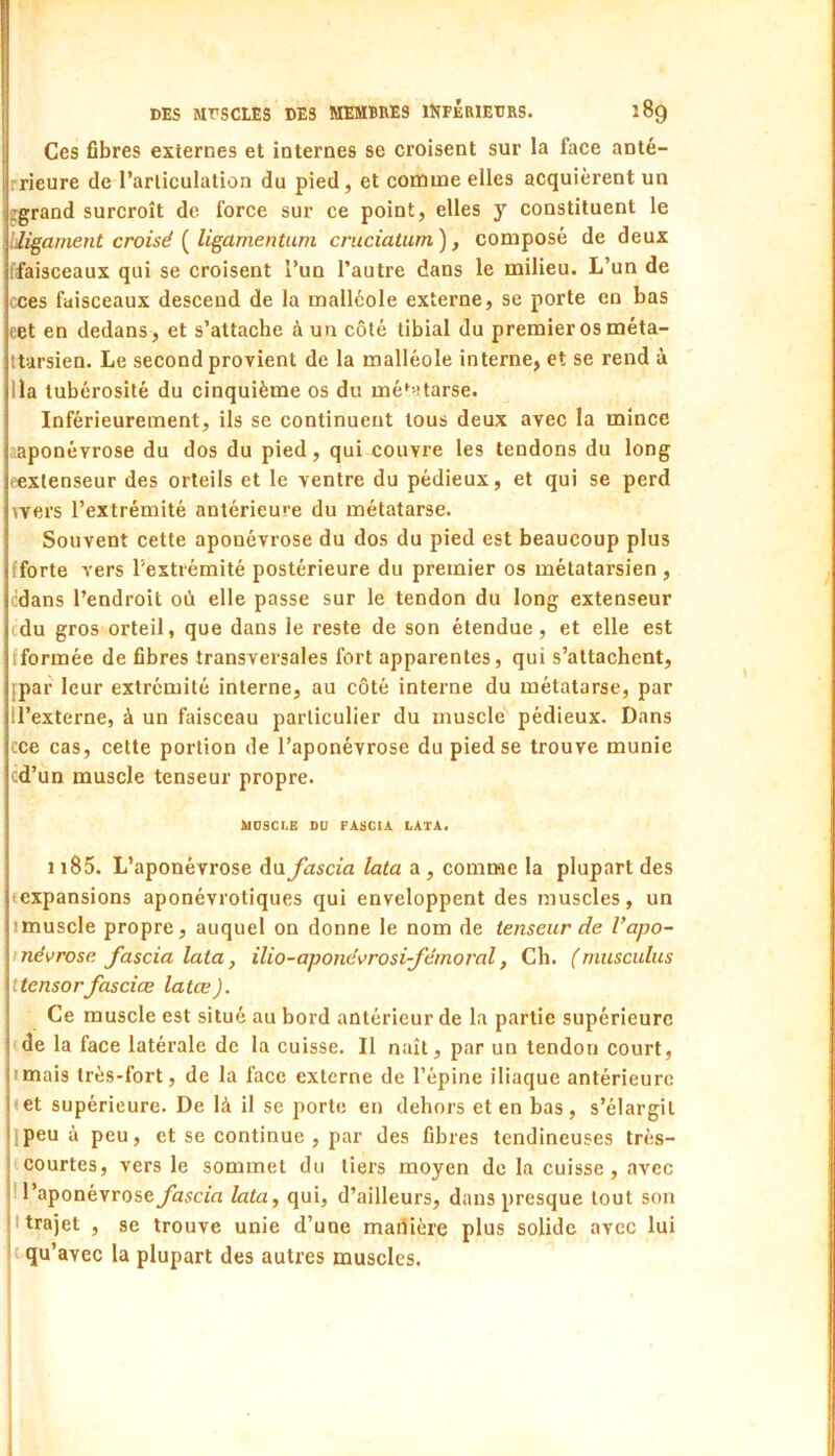Ces fibres externes et internes se croisent sur la face anté- rrieure de l’articulation du pied, et comme elles acquièrent un ggrand surcroît de force sur ce point, elles y constituent le bligament croisé ( ligamentum cruciatum ), composé de deux ffaisceaux qui se croisent l’un l’autre dans le milieu. L’un de cces faisceaux descend de la malléole externe, se porte en bas eet en dedans , et s’attache à un côté tibial du premier os méta- ttarsien. Le second provient de la malléole interne, et se rend à lia tubérosité du cinquième os du mé^-^tarse. Inférieurement, ils se continuent tous deux avec la mince .’iiponévrose du dos du pied, qui couvre les tendons du long fexlenseur des orteils et le ventre du pédieux, et qui se perd ^vers l’extrémité antérieure du métatarse. Souvent cette aponévrose du dos du pied est beaucoup plus fforte vers l’extrémité postérieure du premier os métatarsien, lidans l’endroit où elle passe sur le tendon du long extenseur cdu gros orteil, que dans le reste de son étendue, et elle est fformée de fibres transversales fort apparentes, qui s’attachent, [par leur extrémité interne, au côté interne du métatarse, par ll’externe, à un faisceau particulier du muscle pédieux. Dans cce cas, cette portion de l’aponévrose du pied se trouve munie cd’un muscle tenseur propre. MDSCI.B DU FAÜCIA LATA. 1185. L’aponévrose du fascia lata a, comme la plupart des (expansions aponévrotiques qui enveloppent des muscles, un imuscle propre, auquel on donne le nom de tenseur de Vapo- inévrose fascia lata, ilio-aponévrosifémoral, Ch. (rnusculus ttensorfasciœ latœ). Ce muscle est situé au bord antérieur de la partie supérieure (de la face latérale de la cuisse. Il naît, par un tendon court, imais très-fort, de la face externe de l’épine iliaque antérieure «et supérieure. De là il se porte en dehors et en bas, s’élargit ipeu à peu, et se continue , par des fibres tendineuses très- courtes, vers le sommet du tiers moyen de la cuisse, avec I l’aponévrose fascia lata, qui, d’ailleurs, dans presque tout son 'trajet , se trouve unie d’une maiiière plus solide avec lui ( qu’avec la plupart des autres muscles.