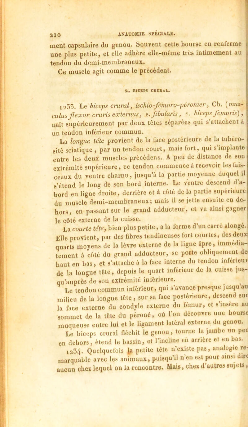 ment capsulaire du genou. Souvent cette bourse en renferme une plus petite, et elle adhère elle-même très intimement au tendon du demi-membraneux. Ce muscle agit comme le précédent. a. BICEPS CBDEAL. 1355. Le biceps crural, ischio-fémoro-péronier, Ch. [nius- culus Jlexor cruris extemus, s.Jibularis, ?. biceps femoris), naît supérieurement par deux têtes séparées qui s attachent à un tendon inférieur commun. La longue télé provient de la face postérieure de la tubéro- sité sciatique , par un tendon court, mais fort, qui s’implante entre les deux muscles précédons. A peu de distance de son extrémité supérieure, ce tendon commence à recevoir les fais- ceaux du ventre charnu, jusqu’à la partie moyenne duquel il s’étend le long de son bord interne. Le ventre descend d’a- bord en ligne droite, derrière et à coté de la partie supérieure du muscle demi-membraneux; mais il se jette ensuite en de- hors, en passant sur le grand adducteur,, et va ainsi gagner le côté externe de la cuisse. La courte tête, bien plus petite, a la forme d’un carré alongé. Elle provient, par des fibres tendineuses fort courtes, des deux quarts moyens de la lèvre externe de la ligne âpre, immédia- tement à côté du grand adducteur, se porte obliquement de haut en bas, et s’attache à la face interne du tendon inférieur de la longue tête, depuis le quart inférieur de la cuisse jus- qu’auprès de son extrémité inférieure. Le tendon commun inférieur, qui s’avance presque jusqu’aii milieu de la longue tête, sur sa face postérieure, descend sur la face externe du condyle externe du fémur, et s’insère au sommet de la tête du péroné, où l’on découvre une bourse muqueuse entre lui et le ligament latéral externe du genou. Le biceps crural fléchit le genou, tourne la jambe un pet en dehors, étend le bassin, et l’incline en arrière et en bas. 1234. Quelquefois \p petite tête n’existe pas, analogie re- marquable avec les animaux, puisqu’il n’en est pour ainsi dirt aucun chez lequel on la rencontre. Mais, chez d’autres sujets.