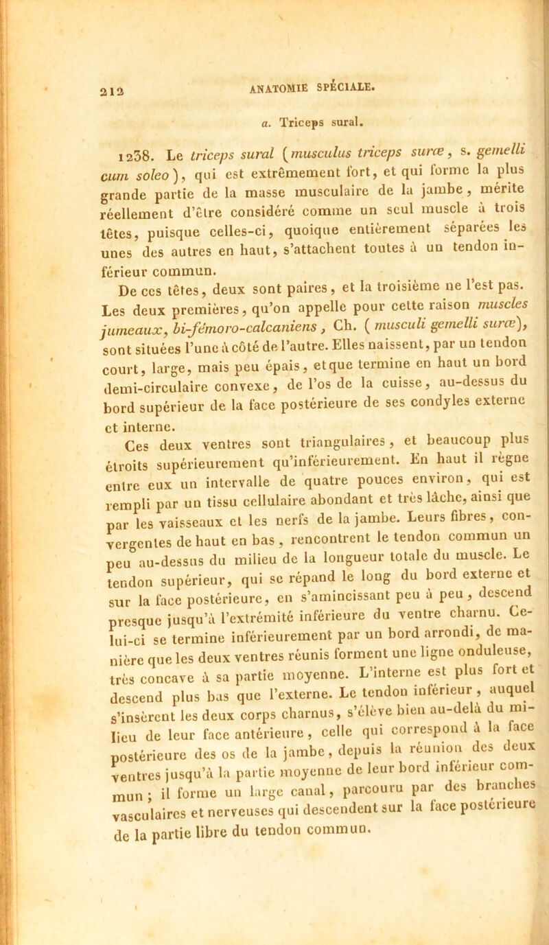 2ia a. Triceps sural. 1238. Le triceps sural ( musculus triceps surœ, s. gemelli cum soleo), qui est extrêmement fort, et qui l’orme la plus grande partie de la masse musculaire de la jambe, mérite réellement d’êlre considéré comme un seul muscle à trois têtes, puisque celles-ci, quoique entièrement séparées les unes des autres en haut, s’attachent toutes à un tendon in- férieur commun. De CCS têtes, deux sont paires, et la troisième ne l’est pas. Les deux premières, qu’on appelle pour cette raison muscles jumeaux, bi-fémoro-calcaniens , Ch. ( musculi gemelli surœ), sont situées l’une i\côté de l’autre. Elles naissent, par un tendon court, large, mais peu épais, et que termine en haut un bord demi-circulaire convexe, de l’os de la cuisse, au-dessus du bord supérieur de la face postérieure de ses condyles externe et interne. Ces deux ventres sont triangulaires, et beaucoup plus étroits supérieurement qu’inférieuremeut. En haut il règne entre eux un intervalle de quatre pouces environ, qui est rempli par un tissu cellulaire abondant et très lâche, ainsi que par les vaisseaux cl les nerfs de la jambe. Leurs fibres, con- vergentes de haut en bas , rencontrent le tendon commun un peu au-dessus du milieu de la longueur totale du muscle. Le tendon supérieur, qui se répand le long du bord externe et sur la face postérieure, en s’amincissant peu à peu, descend presque jusqu’à l’extrémité inférieure du ventre charnu. Ce- lui-ci se termine inférieurement par un bord arrondi, de ma- nière que les deux ventres réunis forment une ligne onduleuse, très concave à sa partie moyenne. L’interne est plus fort et descend plus bas que l’externe. Le tendon inférieur, auquel s’insèrent les deux corps charnus, s’élève bien au-dela du mi- lieu de leur face antérieure, celle qui correspond à la face postérieure des os de la jambe, depuis la réunion des deux ventres jusqu’à la partie moyenne de leur bord inférieur com- mun ; il forme un large canal, parcouru par des branches vasculaires et nerveuses qui descendent sur la face postérieure de la partie libre du tendon commua.