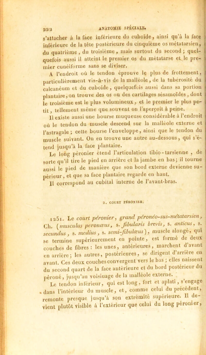 s’attacher à la face inférieure du cuboïde, ainsi qu’à la face inférieure de la tête postérieure du cinquième os métatarsien, du quatrième , du troisième , mais surtout du second ; quel- quefois aussi il atteint le premier os du métatarse et le pre- mier cunéiforme sans se diviser. A l’endroit où le tendon éprouve le plus de frottement, particulièrement vis-à-vis de la malléole, de la tubérosité du calcanéum et du cuboïde, quelquefois aussi dans sa portion plantaire,on trouve des os ou des cartilages sésamoïdes , dont le troisième est le plus volumineux, et le premier le plus pe- tit , tellement même que souvent on l’aperçoit à peine. Il existe aussi une bourse muqueuse considérable à l’endroit où le tendon du muscle descend sur la malléole externe et l’astragale; cette bourse l’enveloppe, ainsi que le tendon du muscle suivant. On en trouve une autre au-dessous, qui s’é- tend jusqu’à la face plantaire. Le long péronier étend l’articulation tibio-tarsienne , de sorte qu’il tire le pied en arrière et la jambe en bas; il tourne aussi le pied de manière que son bord externe devienne su- périeur, et que sa face plantaire regarde en haut. Il correspond au cubital interne de l’avant-bras. 2. couaT pAbonibe. i-iSi. Le court péronier^ ^rand péronéo-sus-niétatarsien, Ch. [musculus pe.ronœus, i. Jibulans hrevis, s. anticus, s. secundus, s. médius, s. semi-Jibulœus), muscle alongé, qui se termine supérieurement en pointe, est formé de deux couches de fibres: les unes, antérieures, marchent d’avant en arrière; les autres, postérieures, se dirigent d’amère en avant. Ces deux couches convergent vers le bas ; elles naissent du second quart de la face antérieure et du bord postérieur du péroné, jusqu’au voisiuage de la malléole externe. ^ Le tendon inférieur, qui est long, lort et aplati, s engage *dans l’intérieur du muscle, et, comme celui du précédent, remonte presque jusqu’à son extrémité supérieure. Il de- vient plutôt visible à l’extérieur que celui du long péronier,