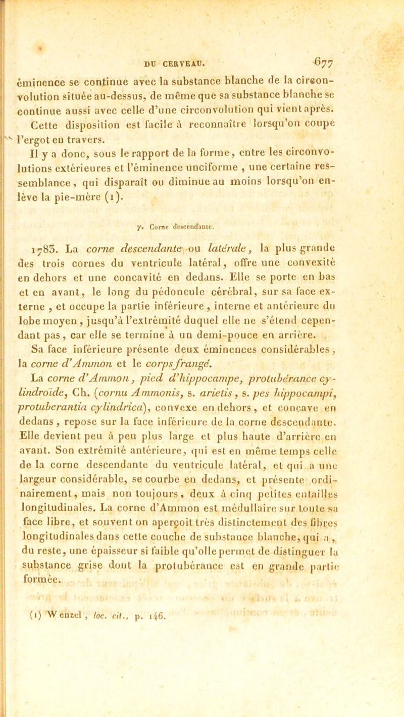 5 éminence se continue avec la substance blanche de la cireon- r volulion située au-dessus, de même que sa substance blanche se i continue aussi avec celle d’une circonvolution qui vient après. ■ Cette disposition est facile à reconnaître lorsqu’on coupe li'^ l’ergot eu travers. 1 II y a donc, sous le rapport de la forme, entre les circonvo- i lutions extérieures et l’éminence unciforme , une certaine res- semblance, qui disparaît ou dimitrueau moins lorsqu’on en- r lève la pie-mère (1). y* Corne descendanie. 1783. La corne descendante ou latérale, la plus grande ) des trois cornes du ventricule latéral, offre une convexité ( en dehors et une concavité en dedans. Elle se porte en bas et en avant, le long du pédoncule cérébral, sur sa face ex- il terne , et occupe la partie inférieure, interne et antérieure du lobe moyen, jusqu’à l’extrémité duquel elle ne s’étend cepen- dant pas, car elle se termine à un demi-pouce en arrière. Sa face inférieure présente deux éminences considérables , i la corne d’Ammon et le corps frangé. corne d’Amnion, pied d’hippocampe, protubérance cj- t lindroide. Ch. (^cornu Ammonis, s. arietis, s. pes hippocampi, I protuherantia cylindricd), convexe en dehors, et concave en dedans, repose sur la face inférieure de la corne descendante. Elle devient peu à peu plus large et plus haute d’arrière en avant. Son extrémité antérieure, qui est en même temps celle de la corne descendante du ventricule latéral, et qui a une largeur considérable, se courbe en dedans, et présente ordi- nairement, mais non toujours, deux à cin([ petites entailles longitudinales. La corne d’Ammon est médullaire sur toute sa face libre, et souvent on aperçoit très distinctement des fibres longitudinales dans cette couche de substance blanche, qui a , du reste, une épaisseur si faible qu’oile permet de distinguer la substance grise dont la protubérance est en grande parti»^ formée. , . 1.,: (1) W eniel , toc. cil., p. i46.