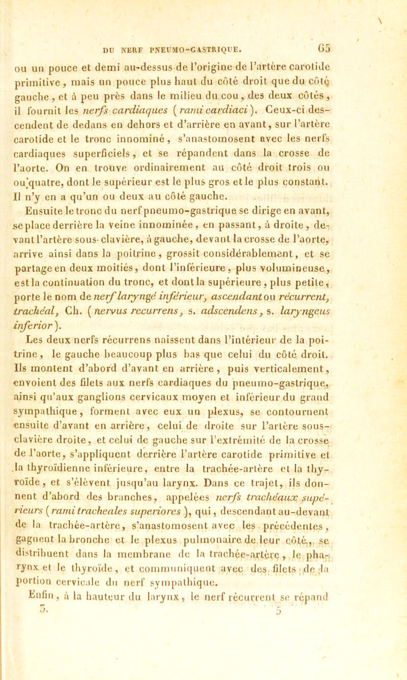 \ ou un pouce et demi au-dessus de l’origine de l’artère carotide primitive, mais un pouce plus haut du côté droit que du côtq gauche, et ô peu près dans le milieu du cou, des deux côtés, il fournit les nerfs cardiaques ( ratai cardiaci). Ceux-ci des- cendent de dedans en dehors et d’arrière en avant, sur l’artère carotide et le tronc innommé, s’anastomosent avec les nerfs cardiaques superficiels, et se répandent dans la crosse de l’aorte. On en trouve ordinairement au côté droit trois ou ou_'quatre, dont le supérieur est le plus gros et le plus constant. Il n’y en a qu’un ou deux au côté gauche. Ensuite le tronc du nerf pneumo-gastrique se dirige en avant, se place derrière la veine innommée , en passant, à droite, de- vant l’artère sous- clavière, à gauche, devant la crosse de l’aorte, arrive ainsi dans la poitrine, grossit considérablement, et se partage en deux moitiés, dont l’inférieure, plus volumineuse, est la continuation du tronc, et dont la supérieure, plus petite, porte le nom de nerf laryngé inférieur, ascendant ou récurrent, trachéal, Ch. ( ftervus rccurrens, s. adscenclens, s. laryngeus inferior ). Les deux nerfs récurrens naissent dans l’intérieur de la poi- trine, le gauche beaucoup plus bas que celui du côté droit. Ils montent d’abord d’avant en arrière, puis verticalement, envoient des filets aux nerfs cardiaques du pneumo-gastrique, ainsi qu’aux ganglions cervicaux moyen et inférieur du grand sympathique, forment avec eux un plexus, se contournent ensuite d’avant en arrière, celui de droite sur l’artère sous- clavière droite, et celui de gauche sur l’extrémité de la crosse de l’aorte, s’appliquent derrière l’artère carotide primitive et la thyroïdienne inférieure, entre la trachée-artère et la thy- roïde, et s’élèvent jusqu’au larynx. Dans ce trajet, ils don- nent d’abord des branches, appelées nerfs trachéaux supé- rieurs [rami trachéales superiores ), qui, descendant au-devant de la trachée-artère, s’anastomosent avec les précédentes, gagnent la bronche et le plexus pulmonaire de leur côté.,, se distribuent dans la membrane de la trachée-artèrç, le pha- rynx et le thyroïde, et communiquent avec des filets de la portion cervicale du nerf sympathique. Enfin, à la hauteur du larynx, le nerf récurrent se répand 5