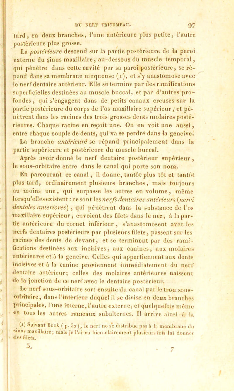 lard, en deux branches, l’une antérieure plus petite, l’autre postérieure plus grosse. La postérieure descend sur la partie postérieure de la paroi externe du çinus maxillaire, au-dessous du muscle temporal, qui pénètre dans cette cavité par sa paroi postérieure, se ré- pand dans sa membrane muqueuse (1), et s’y anastomose avec le nerf dentaire antérieur. Elle se termine par des ramifications superficielles destinées au muscle buccal, et par d’autres pro- fondes, qui s’engagent dans de petits canaux creusés sur la partie postérieure du corps de l’os maxillaire supérieur, et pé- nètrent dans les racines des trois grosses dents molaires posté- rieures. Chaque racine en reçoit une. On en voit une aussi, entre chaque couple de dents, qui va se perdre dans la gencive. La branche anterieure se répand principalement dans la partie supérieure et postérieure du muscle buccal. Après avoir donné le nerf dentaire postérieur supérieur , le sous-orbitaire entre dans le canal qui porte son nom. En parcourant ce canal, il donne, tantôt plus tôt et tantôt plus tard, ordinairement plusieurs branches, mais toujours au moins une, qui surpasse les autres en volume, même lorsqu’elles existent : ce sont les nerfs dentaires antérieurs (nervi dentales anteriores) , qui pénètrent dans la substance de l’os maxillaire supérieur, envoient des filets dans le nez, à bipar- tie antérieure du cornet inférieur, s’anastomosent avec les nerfs dentaires postérieurs par plusieurs filets, passent sur les racines des dents de devant, et se terminent par dos rami- fications destinées aux incisives, aux canines, aux molaires antérieures et à la gencive. Celles qui appartiennent aux dents incisives et à la canine proviennent immédiatement du nerf dentaire antérieur; celles des molaires antérieures naissent de la jonction de ce nerf avec le dentaire postérieur. Le nerf sous-orbitaire sort ensuite du canal par le trou sous- orbitaire, dans l’intérieur duquel il se divise en deux branches principales, l’une interne, l’autre externe, et quelquefois même en tous les autres rameaux subalternes. Il arrive ainsi à la (i) Suivant Bock ( p. 5a ), le nerf no se distribue pas à la membrane du sinus maxillaire; mais je l’ai vu bien clairement plusieurs fois lui donner des filets. 7