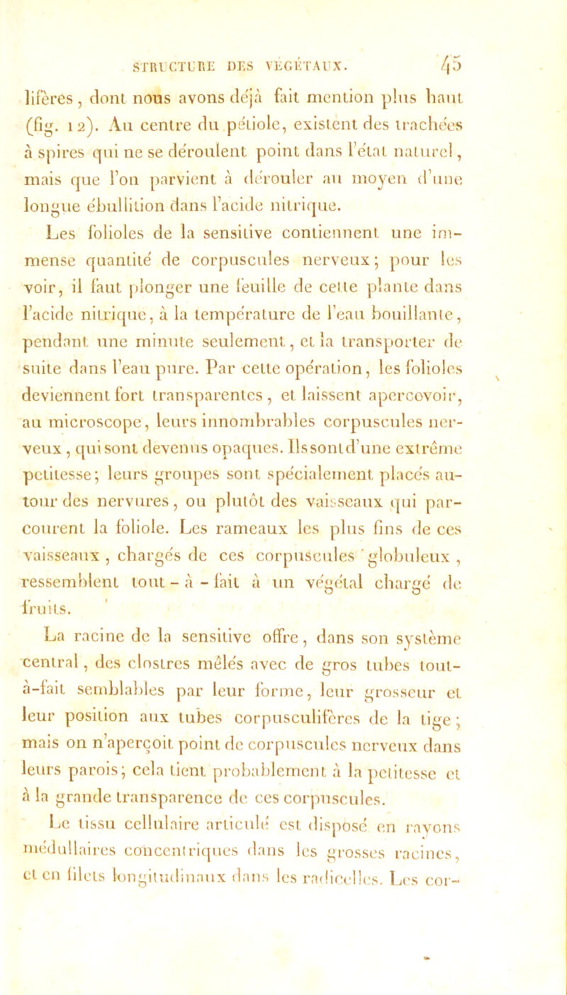 lifères , dont nous avons déjà fait mention plus liant (fig. 12). Au centre du péliole, existent des trachées à spires qui ne se déroulent point dans l’état naturel, niais que fou parvient à dérouler au moyen d’une longue ébullition dans l’acide nitrique. Les folioles de la sensitive contiennent une im- mense quantité de corpuscules nerveux ; pour les voir, il faut plonger une feuille de celle plante dans l’acide nitrique, à la température de l’eau bouillante, pendant une minute seulement, et la transporter de suite dans l’eau pure. Par celle opération, les folioles deviennent fort transparentes, et laissent apercevoir, au microscope, leurs innombrables corpuscules ner- veux , qui sont devenus opaques. Ilssontd’une extrême petitesse; leurs groupes sont spécialement placés au- tour des nervures, ou plutôt des vaisseaux qui par- courent la foliole. Les rameaux les plus fins de ces vaisseaux , chargés de ces corpuscules globuleux , ressemblent tout - à - fait à un végétal chargé de fruits. La racine de la sensitive offre, dans son système central, des elostres mêlés avec de gros tubes tout- «à-fait semblables par leur forme, leur grosseur et leur position aux tubes corpusculifères de la tige ; mais on n’aperçoit point de corpuscules nerveux dans leurs parois; cela tient probablement à la petitesse et à la grande transparence de ces corpuscules. Le tissu cellulaire articulé est disposé en rayons médullaires concentriques dans les grosses racines, et en filets longitudinaux dans les radicelles. Les cor-