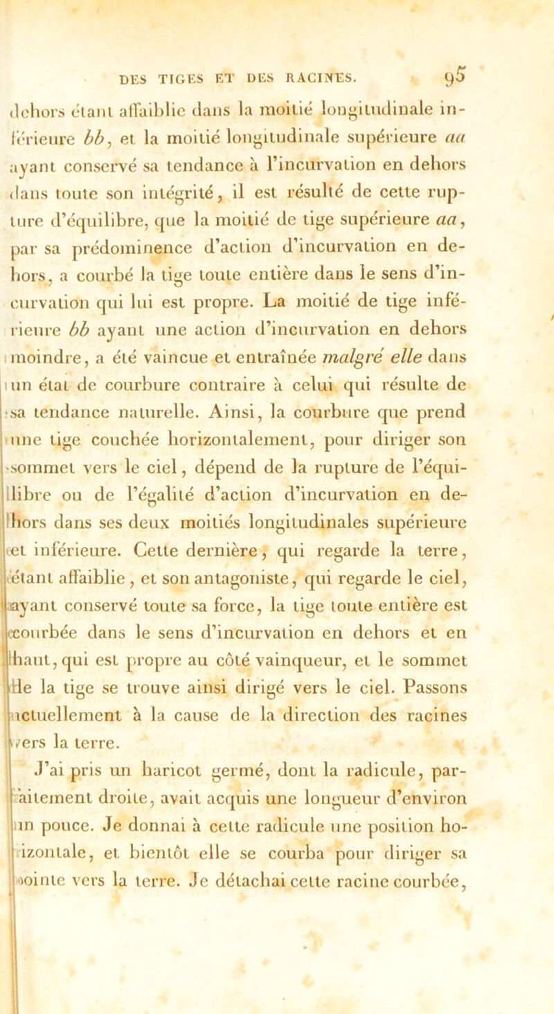 dehors étant affaiblie dans la moitié longitudinale in- férieure bb, et la moitié longitudinale supérieure aa ayant conservé sa tendance à l’incurvation en dehors dans toute son intégrité, il est résulté de cette rup- ture d’équilibre, que la moitié de tige supérieure aa, par sa prédominance d’action d’incurvation en de- hors, a courbé la tiye toute entière dans le sens d’in- curvalidn qui lui est propre. La moitié de tige infé- rieure bb ayant une action d’incurvation en dehors moindre, a été vaincue et entraînée malgré elle dans mn état de courbure contraire à celui qui résulte de ■sa tendance naturelle. Ainsi, la courbure que prend une tige couchée horizontalement, pour diriger son -sommet vers le ciel, dépend de la rupture de l’équi- libre ou de l’égalité d’action d’incurvation en de- Hiors dans ses deux moitiés longitudinales supérieure et inférieure. Cette dernière, qui regarde la terre, étant affaiblie, et son antagoniste, qui regarde le ciel, ayant conservé toute sa force, la tige toute entière est ,ccourbée dans le sens d’incurvation en dehors et en lhaul,qui est propre au côté vainqueur, et le sommet de la tige se trouve ainsi dirigé vers le ciel. Passons actuellement à la cause de la direction des racines vers la terre. J’ai pris un haricot germé, dont la radicule, par- ailemenl droite, avait acquis une longueur d’environ pin pouce. Je donnai à celte radicule une position ho- izontale, et bientôt elle se courba pour diriger sa lointe vers la terre. Je détachai celte racine courbée,