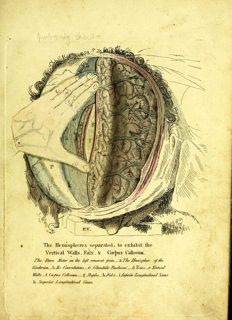 * The Hemispheres separated, to exhibit the Vertical Walls. Falx . k CorJjus Cahosnomr 77/r Dnru Jfater on f/ts 7f~t rrmaied from . l\.77te Jfemisp/ierr rf t7/r 7/'/r7*rum .. \k7/i 7nnrr7//fyms^C. (flant/n/o’ 7atr7uotu.^ d Vr//t.i^&J7rfnyt7 Jt&/lr=f. (Trftus foT/o.vum . g*. 7*a/7/r h.7v//.r l.Afornr Lotigituduiaf Sums \l. Su/^rwr jLo/u/tA/ir/uml Struts.