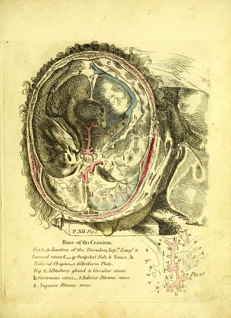 Base oftkeCiaiiimn, J+i tf JLJunction of the 'Iirrcu2ary Sup ILotuj} Sc L/Uuml sirutrSg* Occipital Fair Sc Sinu s' lx ftutorial iSujiris^l CnbriOorni Fleets. l'i cf. tl^ililuilcu y (jlcmcl Sc Circular sicurs lv C71 v? 7ioiis sums== HInferior Bfrtms sinus S . Superior Jlira us st ruts