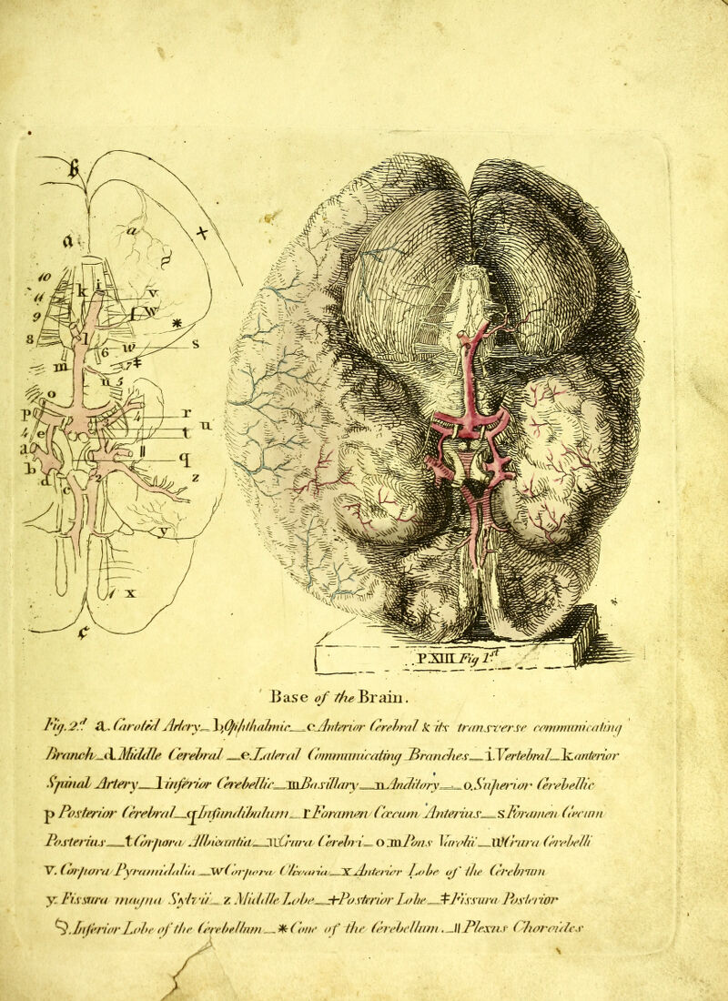 Base of ^Brain. riy-2* faro tedAdery^Xyfifi/illialniic^^cjhitenor ferebral kite transverse commimimtinq PranehFKfRR'ddlr Cerebral ^jeJlateral Gnmmvuratmy Pranehes sfFteirniiFk.ontenor S’yinuds Artery Pinfenor (erebellie^ss\Po silt ary ^.^siAmiiiory^^ o, $ hJien or ferebellic p Posterior (ferebral^fRifmdihuliwi^xJForaMm'C<r_eum/AatMia.s^%]W<aneii Cecum Post alas t C/rjurra Jib i & rafia^.S\ xL’nu 7/ ( erehri^ o SwPons \io obi= W(hzt a (ere.belli V. (arfivra 1 fra//n/Li!u/ ^sw(orfu/ra/1 lix/a*ia^JXULuhtwr Lobe of the Grcbrnm y. Fissura lmupm Syh'ii^z MiddleLobe^rPoskrior Lobe^PFissura Posia wr Infer lor Lola of the (erebJinm — one of the here he!kun .^liPiesiu Ghorenites J ‘ \ jF \ / }