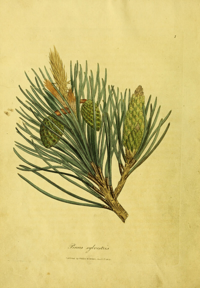 1 I'ublishai byThiUlps ^-t'orcion., Ja.tx-Tr'* iscs.