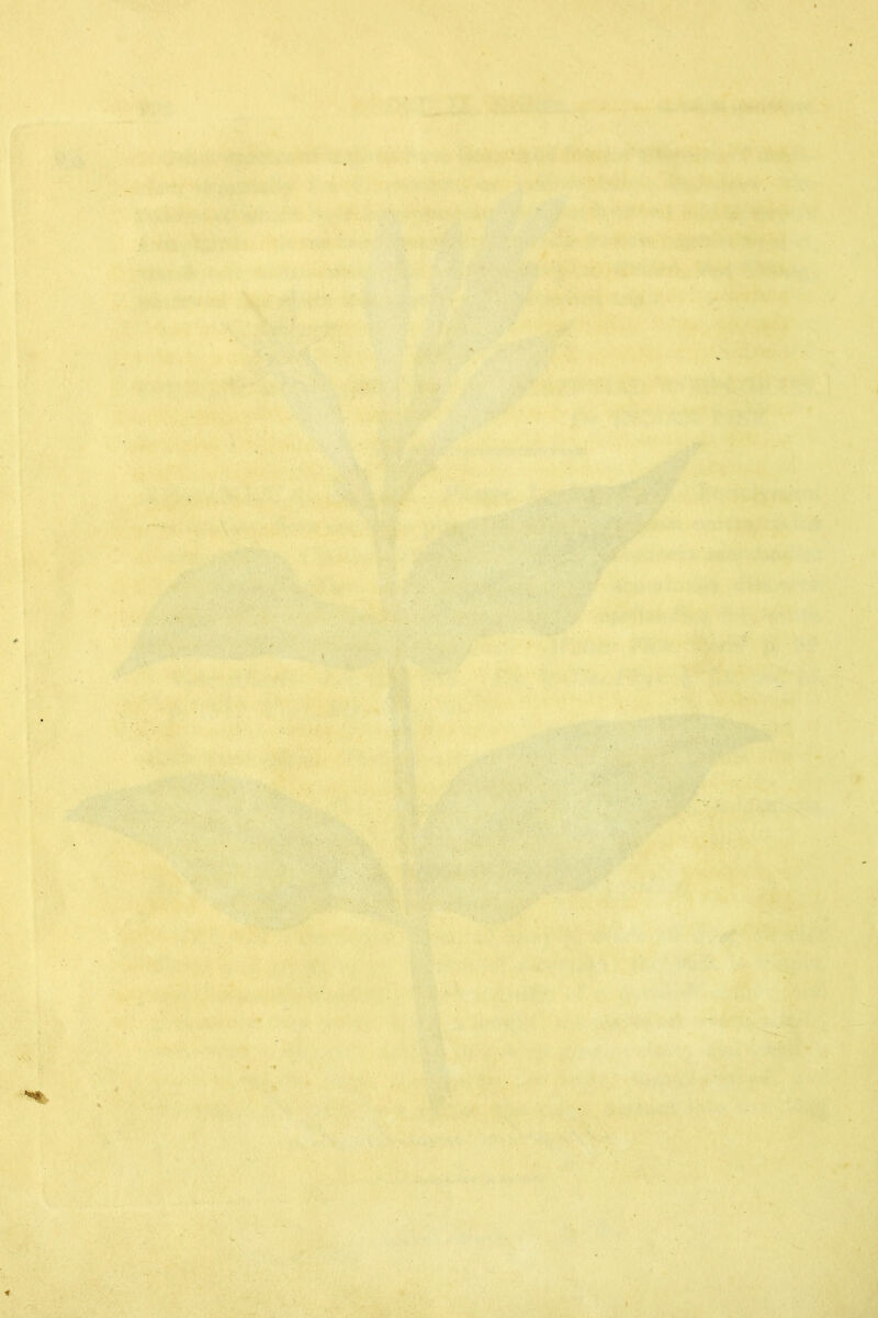 ■’ . *>' ‘ •’. v^vTv.' ■': '‘••n ‘ '-■'. *f' ■ ■% ■• ■