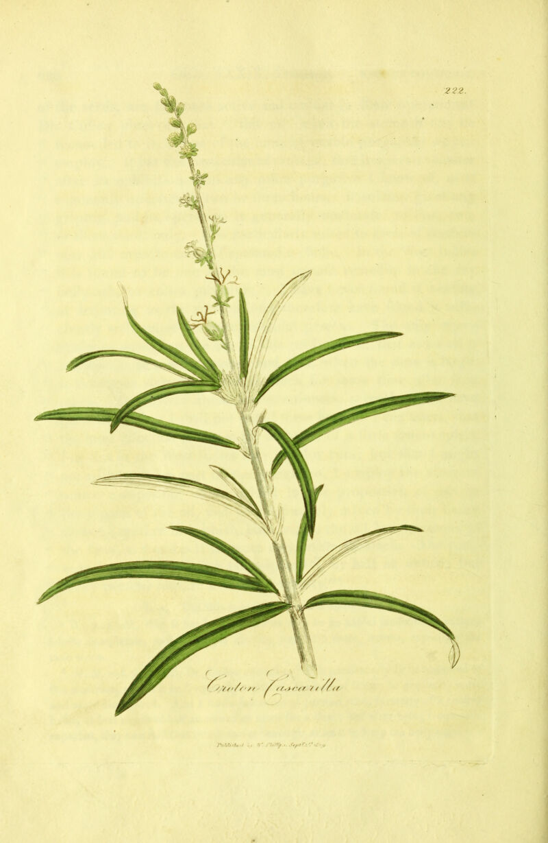 222. , It' rinl'rf ...O. ■ ,J TubV