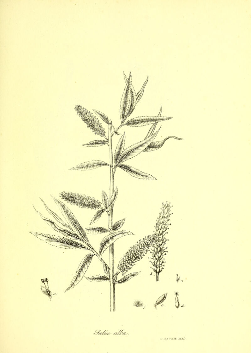 <3-- Sp-ra-tt> ab&Z'-