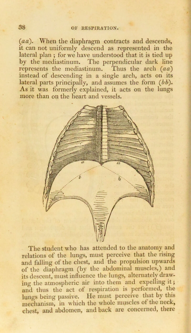 (ad). When the diaphragm contracts and descends, it can not uniformly descend as represented in the lateral plan ; for we have understood that it is tied up by the mediastinum. The perpendicular dark line represents the mediastinum. Thus the arch (aa) instead of descending in a single arch, acts on its lateral parts principally, and assumes the form (bb). As it was formerly explained, it acts on the lungs more than on the heart and vessels. The student who has attended to the anatomy and relations of the lungs, must perceive that the rising and falling of the chest, and the propulsion upwards of the diaphragm (by the abdominal muscles,) and its descent, must influence the lungs, alternately draw- ing the atmospheric air into them and expelling it; and thus the act of respiration is performed, the lungs being passive. He must perceive that by this mechanism, in which the whole muscles of the neck, chest, and abdomen, and back are concerned, there