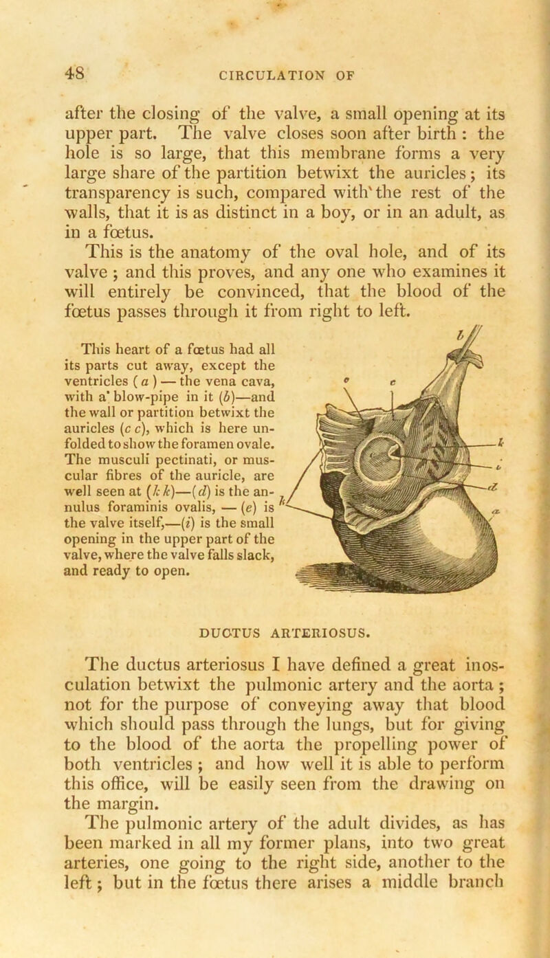 after the dosing of the valve, a small opening at its upper part. The valve closes soon after birth : the hole is so large, that this membrane forms a very large share of the partition betwixt the auricles; its transparency is such, compared with'the rest of the walls, that it is as distinct in a boy, or in an adult, as in a foetus. This is the anatomy of the oval hole, and of its valve ; and this proves, and any one who examines it will entirely be convinced, that the blood of the foetus passes through it from right to left. This heart of a foetus had all its parts cut away, except the ventricles (a) — the vena cava, with a’ blow-pipe in it [b)—and the wall or partition betwixt the auricles (c c), which is here un- folded to show the foramen ovale. The musculi pectinati, or mus- cular fibres of the auricle, are well seen at {/ck)—(d) is the an- nulus foraminis ovalis, — (e) is the valve itself,—(i) is the small opening in the upper part of the valve, where the valve falls slack, and ready to open. DUOTUS ARTERIOSUS. The ductus arteriosus I have defined a great inos- culation betwixt the pulmonic artery and the aorta ; not for the purpose of conveying away tliat blood wliich should pass through the lungs, but for giving to the blood of the aorta the propelling power of both ventricles ; and how well it is able to perform this office, will be easily seen from the drawing on the margin. The pulmonic artery of the adult divides, as has been marked in all my former plans, into two great arteries, one going to the right side, another to the left; but in the foetus there arises a middle branch