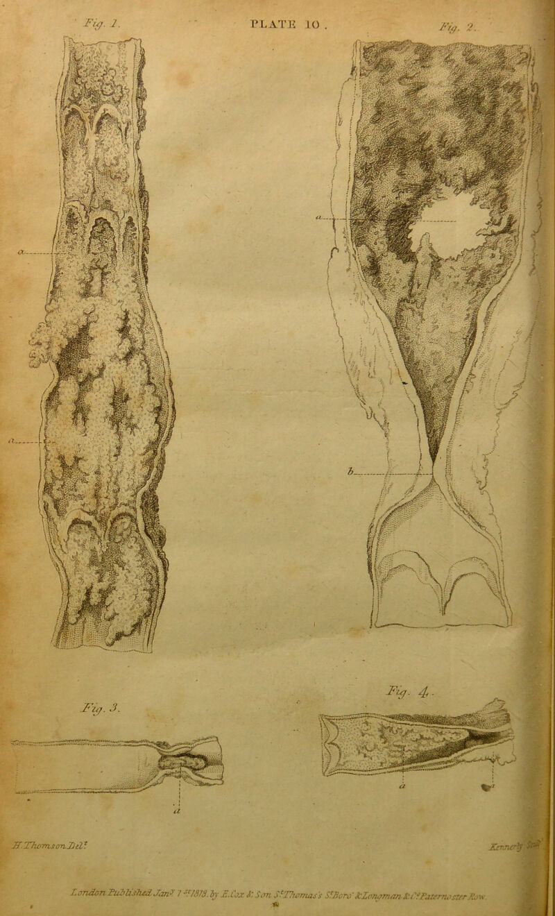 A. A-ThomsorilliA Ktnncr^\ LcTidon Fuib'sJied Jiini. 7 ^n373. iy £.l'jx S' Sj?i SfTSianuis's S^Scro'ScIoTiaman Su'^FuurrwafrJljv, PLATE lO .