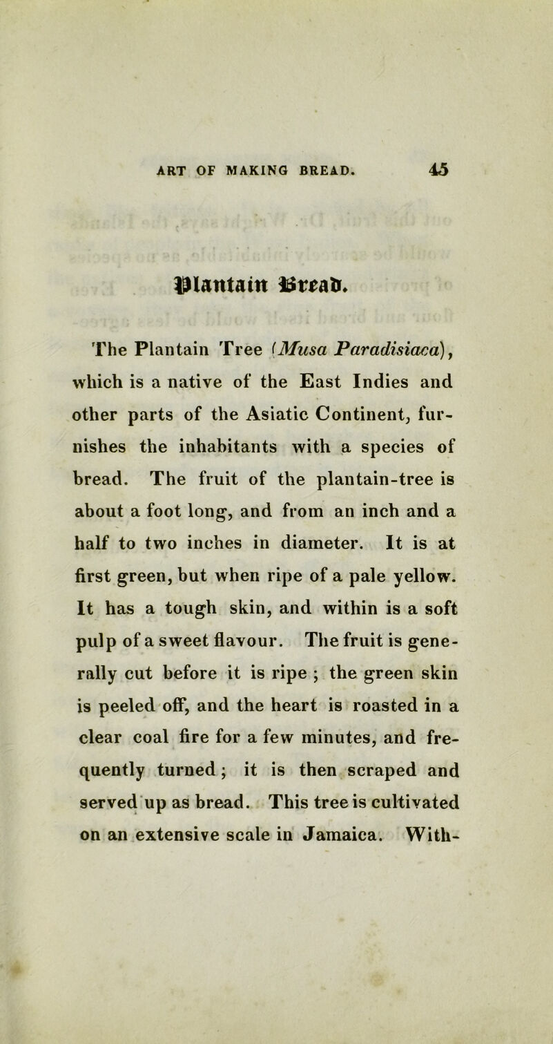 plantain latrath The Plantain Tree f.Musa Paradisiaca), which is a native of the East Indies and other parts of the Asiatic Continent, fur- nishes the inhabitants with a species of bread. The fruit of the plantain-tree is about a foot long, and from an inch and a half to two inches in diameter. It is at first green, but when ripe of a pale yellow. It has a tough skin, and within is a soft pulp of a sweet flavour. The fruit is gene- rally cut before it is ripe ; the green skin is peeled off, and the heart is roasted in a clear coal fire for a few minutes, and fre- quently turned; it is then scraped and served up as bread. This tree is cultivated on an extensive scale in Jamaica. With-
