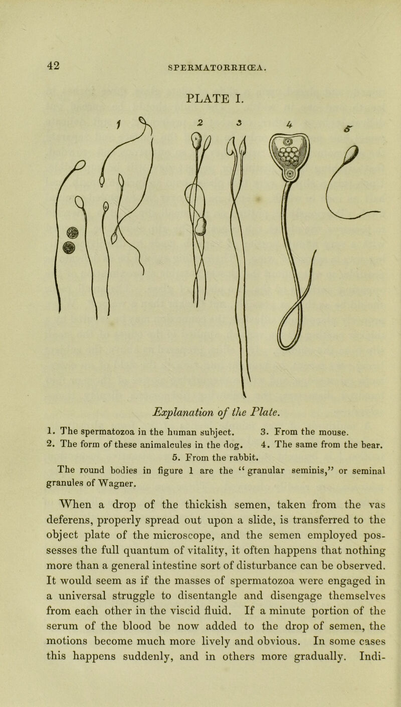 PLATE I. Explanation of the Plate. 1. The spermatozoa in the human subject. 3. From the mouse. 2. The form of these animalcules in the dog. 4. The same from the bear. 5. From the rabbit. The round bodies in figure 1 are the <{ granular seminis,” or seminal granules of Wagner. When a drop of the thickish semen, taken from the vas deferens, properly spread out upon a slide, is transferred to the object plate of the microscope, and the semen employed pos- sesses the full quantum of vitality, it often happens that nothing more than a general intestine sort of disturbance can be observed. It would seem as if the masses of spermatozoa were engaged in a universal struggle to disentangle and disengage themselves from each other in the viscid fluid. If a minute portion of the serum of the blood be now added to the drop of semen, the motions become much more lively and obvious. In some cases this happens suddenly, and in others more gradually. Indi-