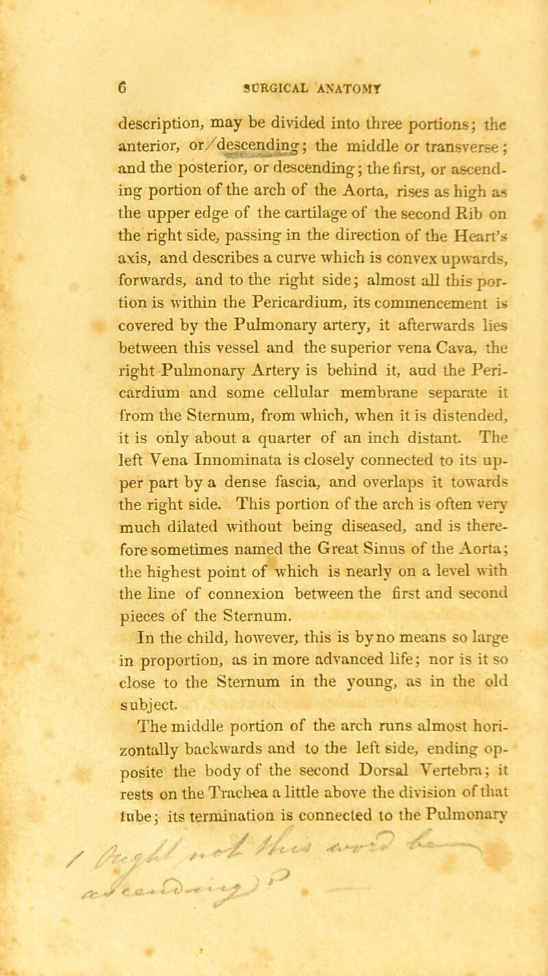 description, may be divided into three portions; the anterior, or/descending; the middle or transverse ; and the posterior, or descending; the first, or ascend- ing portion of the arch of the Aorta, rises as high as the upper edge of the cartilage of the second Rib on the right side, passing in the direction of the Heart’s axis, and describes a curve which is convex upwards, forwards, and to the right side; almost all this por- tion is within the Pericardium, its commencement is covered by the Pulmonary artery, it afterwards lies between this vessel and the superior vena Cava, the right Pulmonary Artery is behind it, and the Peri- cardium and some cellular membrane separate it from the Sternum, from which, when it is distended, it is only about a quarter of an inch distant. The left Vena Innominata is closely connected to its up- per part by a dense fascia, and overlaps it towards the right side. This portion of the arch is often very much dilated without being diseased, and is there- fore sometimes named the Great Sinus of the Aorta; the highest point of which is nearly on a level with the line of connexion between the first and second pieces of the Sternum. In the child, however, this is by no means so large in proportion, as in more advanced life; nor is it so close to the Sternum in the young, as in the old subject. The middle portion of the arch runs almost hori- zontally backwards and to the left side, ending op- posite the body of the second Dorsal Vertebra; it rests on the Trachea a little above the division of that tube; its termination is connected to the Pulmonary /L •S C ‘