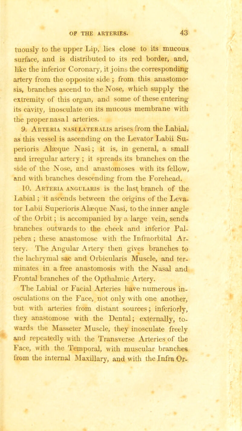 tuously to the upper Lip, lies close to its mucous surface, and is distributed to its red border, and, like the inferior Coronary, it joins the corresponding artery from the opposite side ; from this anastomo- sis, branches ascend to the Nose, which supply the extremity of this organ, and some of these entering its cavity, inosculate on its mucous membrane with the proper nasal arteries. y. Arteria nasi lateralis arises from the Labial, as this vessel is ascending on the Levator Labii Su- perioris Alseque Nasi; it is, in general, a small and irregular artery ; it spreads its branches on the side of the Nose, and anastomoses with its fellow, and with branches descending from the Forehead. 10. Arteria angularis is the last branch of the Labial; it ascends between the origins of the Leva- tor Labii Superioris Alaeque Nasi, to the inner angle of the Orbit; is accompanied by a large vein, sends branches outwards to the cheek and inferior Pal- pebra; these anastomose with the Infraorbital Ar- tery. The Angular Artery then gives branches to the lachrymal sac and Orbicularis Muscle, and ter- minates in a free anastomosis with the Nasal and Frontal branches of the Optlialmic Artery. The Labial or Facial Arteries have numerous in- osculations on the Face, not only with one another, but with arteries from distant sources; inferiorly, they anastomose with the Dental; externally, to- wards the Masseter Muscle, they inosculate freely and repeatedly with the Transverse Arteries of the Face, with the Temporal, with muscular branches from the internal Maxillary, and with the Infra Or-
