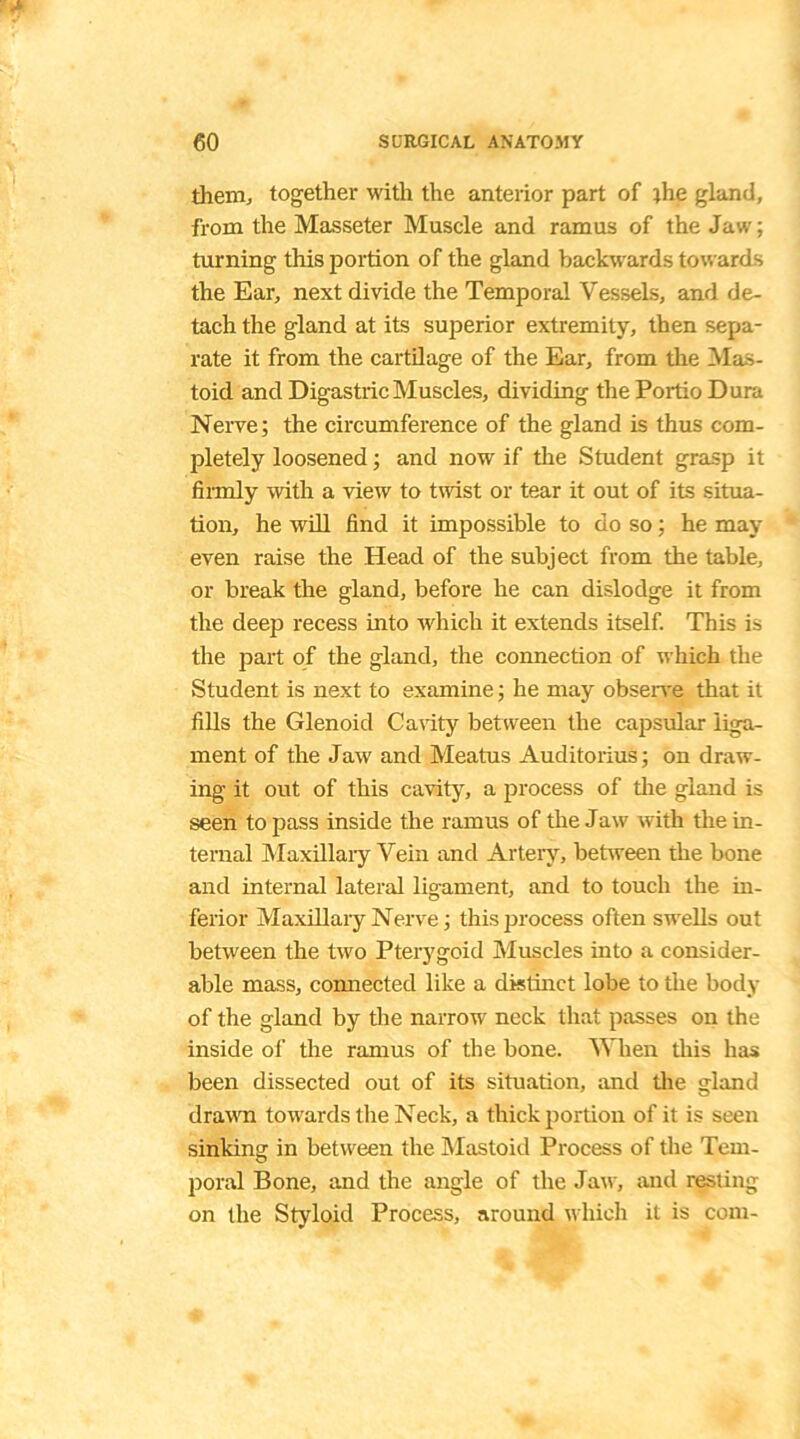 them, together with the anterior part of the gland, from the Masseter Muscle and ramus of the Jaw; turning this portion of the gland backwards towards the Ear, next divide the Temporal Vessels, and de- tach the gland at its superior extremity, then sepa- rate it from the cartilage of the Ear, from the Mas- toid and Digastric Muscles, dividing the Portio Dura Nerve; the circumference of the gland is thus com- jiletely loosened; and now if the Student grasp it firmly with a view to twist or tear it out of its situa- tion, he will find it impossible to do so; he may even raise the Head of the subject from the table, or break the gland, before he can dislodge it from the deep recess into which it extends itself. This is the part of the gland, the connection of which the Student is next to examine; he may observe that it fills the Glenoid Cavity between the capsular liga- ment of the Jaw and Meatus Auditorius; on draw- ing it out of this cavity, a process of the gland is seen to pass inside the ramus of the Jaw with the in- ternal Maxillary Vein and Artery, between the bone and internal lateral ligament, and to touch the in- ferior Maxillary Nerve; this process often swells out between the two Pterygoid Muscles into a consider- able mass, connected like a distinct lobe to the body of the gland by the narrow neck that passes on the inside of the ramus of the bone. When this has been dissected out of its situation, and the gland drawn towards the Neck, a thick portion of it is seen sinking in between the Mastoid Process of the Tem- poral Bone, and the angle of the Jaw, and resung on the Styloid Process, around which it is com-
