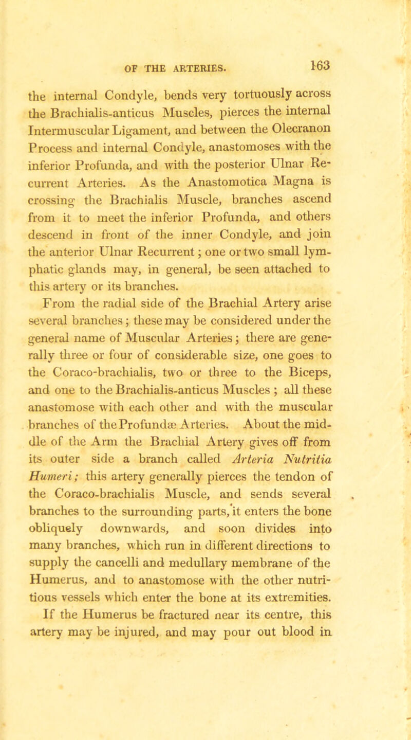 1:63 the internal Condyle, bends very tortuously across the Brachialis-anticus Muscles, pierces the internal Intermuscular Ligament, and between the Olecranon Process and internal Condyle, anastomoses with the inferior Profunda, and with the posterior Ulnar Re- current Arteries. As the Anastomotica Magna is crossing the Brachialis Muscle, branches ascend from it to meet the inferior Profunda, and others descend in front of the inner Condyle, and join the anterior Ulnar Recurrent; one or two small lym- phatic glands may, in general, be seen attached to this artery or its branches. From the radial side of the Brachial Artery arise several branches; these may be considered under the general name of Muscular Arteries; there are gene- rally three or four of considerable size, one goes to the Coraco-brachialis, two or three to the Biceps, and one to the Brachialis-anticus Muscles ; all these anastomose with each other and with the muscular branches of theProfundse Arteries. About the mid- dle of the Aim the Brachial Artery gives off from its outer side a branch called Arteria Nutriiia Humeri; this artery generally pierces the tendon of the Coraco-brachialis Muscle, and sends several branches to the surrounding parts, it enters the bone obliquely downwards, and soon divides into many branches, which run in different directions to supply the cancelli and medullary membrane of the Humerus, and to anastomose with the other nutri- tious vessels which enter the bone at its extremities. If the Humerus be fractured near its centre, this artery may be inj ured, and may pour out blood in