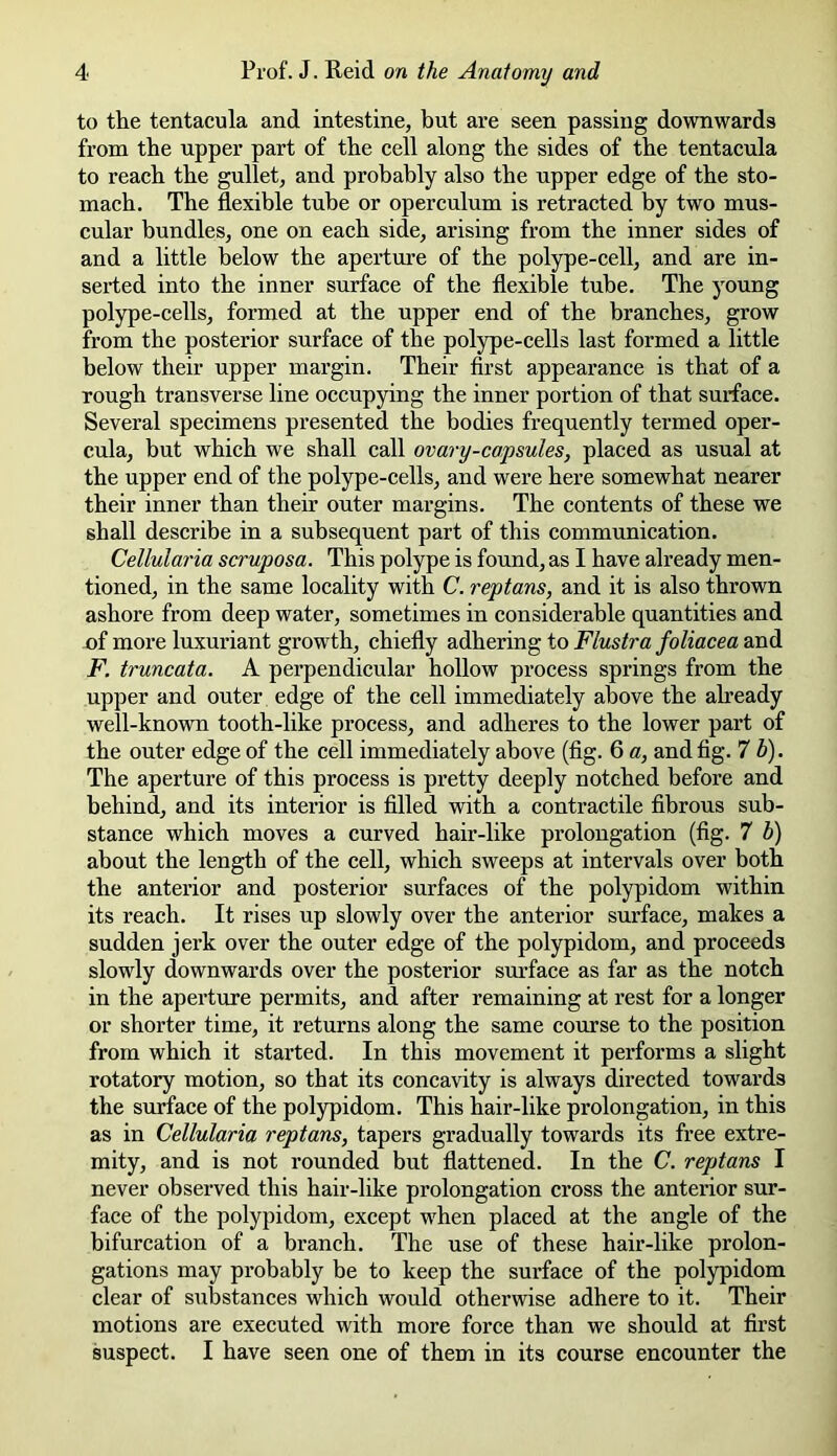 to the tentacula and intestine, but are seen passing downwards from the upper part of the cell along the sides of the tentacula to reach the gullet, and probably also the upper edge of the sto- mach. The flexible tube or operculum is retracted by two mus- cular bundles, one on each side, arising from the inner sides of and a little below the aperture of the polype-cell, and are in- serted into the inner surface of the flexible tube. The young polype-cells, formed at the upper end of the branches, grow from the posterior surface of the polype-cells last formed a little below their upper margin. Their first appearance is that of a rough transverse line occupying the inner portion of that surface. Several specimens presented the bodies frequently termed oper- cula, but which we shall call ovary-capsules, placed as usual at the upper end of the polype-cells, and were here somewhat nearer their inner than their outer margins. The contents of these we shall describe in a subsequent part of this communication. Cellularia scruposa. This polype is found, as I have already men- tioned, in the same locality with C. reptans, and it is also thrown ashore from deep water, sometimes in considerable quantities and of more luxuriant growth, chiefly adhering to Flustra foliacea and F. truncata. A perpendicular hollow process springs from the upper and outer edge of the cell immediately above the already well-known tooth-like process, and adheres to the lower part of the outer edge of the cell immediately above (fig. 6 a, and fig. 7 b). The aperture of this process is pretty deeply notched before and behind, and its interior is filled with a contractile fibrous sub- stance which moves a curved hair-like prolongation (fig. 7 b) about the length of the cell, which sweeps at intervals over both the anterior and posterior surfaces of the polypidom within its reach. It rises up slowly over the anterior surface, makes a sudden jerk over the outer edge of the polypidom, and proceeds slowly downwards over the posterior surface as far as the notch in the aperture permits, and after remaining at rest for a longer or shorter time, it returns along the same course to the position from which it started. In this movement it performs a slight rotatory motion, so that its concavity is always directed towards the surface of the polypidom. This hair-like prolongation, in this as in Cellularia reptans, tapers gradually towards its free extre- mity, and is not rounded but flattened. In the C. reptans I never observed this hair-like prolongation cross the anterior sur- face of the polypidom, except when placed at the angle of the bifurcation of a branch. The use of these hair-like prolon- gations may probably be to keep the surface of the polypidom clear of substances which would otherwise adhere to it. Their motions are executed with more force than we should at first suspect. I have seen one of them in its course encounter the
