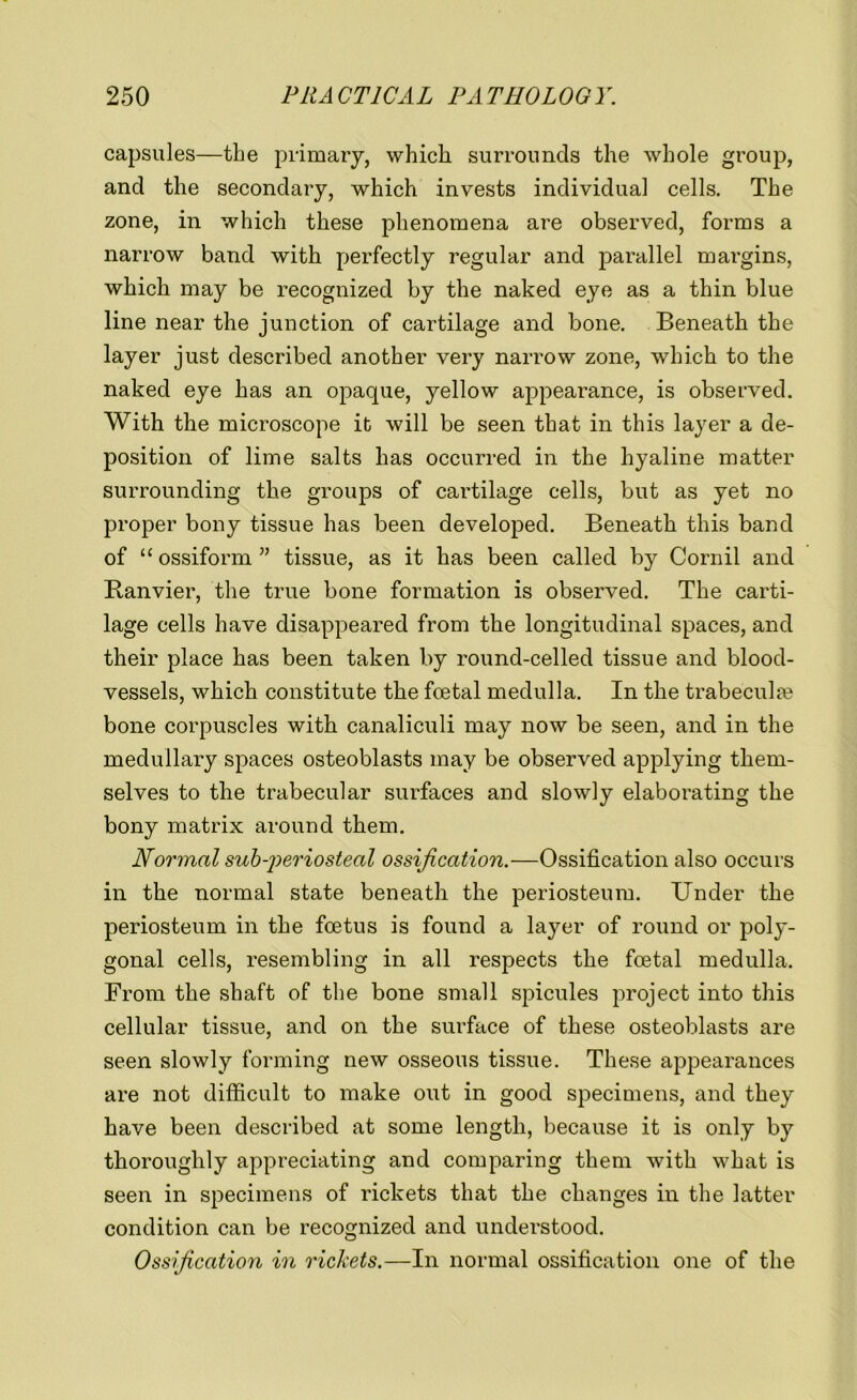 capsules—the primary, which surrounds the whole group, and the secondary, which invests individual cells. The zone, in which these phenomena are observed, forms a narrow band with perfectly regular and parallel margins, which may be recognized by the naked eye as a thin blue line near the junction of cartilage and bone. Beneath the layer just described another very narrow zone, which to the naked eye has an opaque, yellow appearance, is observed. With the microscope it will be seen that in this layer a de- position of lime salts has occurred in the hyaline matter surrounding the groups of cartilage cells, but as yet no proper bony tissue has been developed. Beneath this band of “ ossiform ” tissue, as it has been called by Cornil and Ranvier, the true bone formation is observed. The carti- lage cells have disappeared from the longitudinal spaces, and their place has been taken by round-celled tissue and blood- vessels, which constitute the foetal medulla. In the trabeculae bone corpuscles with canaliculi may now be seen, and in the medullary spaces osteoblasts may be observed applying them- selves to the trabecular surfaces and slowly elaborating the bony matrix around them. Normal subperiosteal ossification.—Ossification also occurs in the normal state beneath the periosteum. Under the periosteum in the foetus is found a layer of round or poly- gonal cells, resembling in all respects the foetal medulla. From the shaft of the bone small spicules project into this cellular tissue, and on the surface of these osteoblasts are seen slowly forming new osseous tissue. These appearances are not difficult to make out in good specimens, and they have been described at some length, because it is only by thoroughly appreciating and comparing them with what is seen in specimens of rickets that the changes in the latter condition can be recognized and understood. Ossijicatioyi in rickets.—In normal ossification one of the