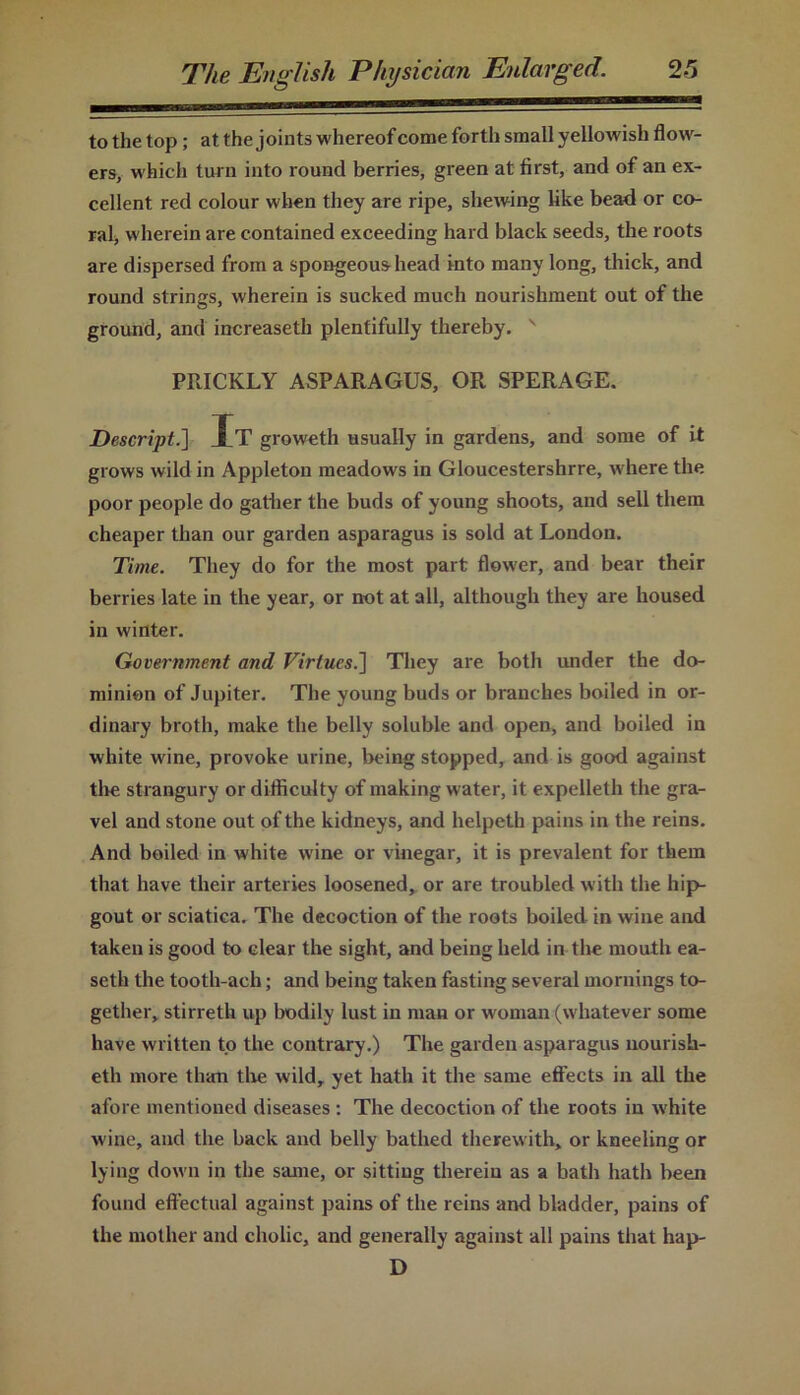 to the top; at the joints whereof come forth small yellowish flow- ers, which turn into round berries, green at first, and of an ex- cellent red colour when they are ripe, shewing like bead or co- ral, wherein are contained exceeding hard black seeds, the roots are dispersed from a spongeousdiead into many long, thick, and round strings, wherein is sucked much nourishment out of the ground, and increaseth plentifully thereby. ' PRICKLY ASPARAGUS, OR SPERAGE. Descript.] Xt groweth usually in gardens, and some of it grows wild in Appleton meadows in Gloucestershrre, where the poor people do gather the buds of young shoots, and sell them cheaper than our garden asparagus is sold at London. Time. They do for the most part flower, and bear their berries late in the year, or not at all, although they are housed in winter. Government and Virtues.] They are both under the do- minion of Jupiter. The young buds or branches boiled in or- dinary broth, make the belly soluble and open, and boiled in white wine, provoke urine, being stopped, and is good against tire strangury or difficulty of making water, it expelleth the gra- vel and stone out of the kidneys, and helpeth pains in the reins. And boiled in white wine or vinegar, it is prevalent for them that have their arteries loosened, or are troubled with the hip- gout or sciatica. The decoction of the roots boiled in wine and taken is good to clear the sight, and being held in the mouth ea- seth the tooth-ach; and being taken fasting several mornings to- gether, stirreth up bodily lust in man or woman (whatever some have written to the contrary.) The garden asparagus nourish- eth more than the wild, yet hath it the same effects in all the afore mentioned diseases : The decoction of the roots in white wine, and the back and belly bathed therewith, or kneeling or lying down in the same, or sitting therein as a bath hath been found effectual against pains of the reins and bladder, pains of the mother and cholic, and generally against all pains that hap- D