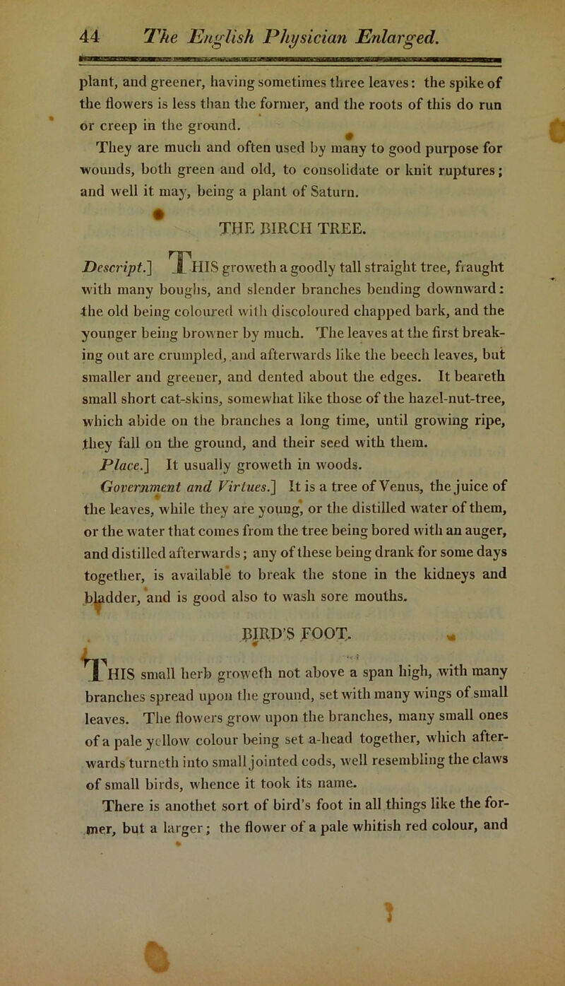 plant, and greener, having sometimes three leaves: the spike of the flowers is less than the former, and the roots of this do run or creep in the ground. They are much and often used by many to good purpose for wounds, both green and old, to consolidate or knit ruptures; and well it may, being a plant of Saturn. • THE BIRCH TREE. Descript.] This groweth a goodly tall straight, tree, fraught with many boughs, and slender branches bending downward: the old being coloured with discoloured chapped bark, and the younger being browner by much. The leaves at the first break- ing out are crumpled, and afterw ards like the beech leaves, but smaller and greener, and dented about the edges. It beareth small short cat-skins, somew hat like those of the harel-nut-tree, which abide oil the branches a long time, until growing ripe, .they fall on the ground, and their seed with them. Place.} It usually growreth in w'oods. Government and Virtues.] It is a tree of Venus, the juice of the leaves, w hile they are young’ or the distilled w ater of them, or the water that comes from the tree being bored with an auger, and distilled afterwards; any of these being drank for some days together, is available to break the stone in the kidneys and bhidder, and is good also to wash sore mouths. ^1 BIRD’S FOOT. m ’ HIS small herb grow eth not above a span high, with many branches spread upon the ground, set witli many w ings of small leaves. The flowers grow upon the branches, many small ones of a pale yellow colour being set a-head together, which after- wards turneth into small jointed cods, well resembling the clawrs of small birds, whence it took its name. There is anothet sort of bird’s foot in all things like the for- mer, but a larger; the flow-er of a pale whitish red colour, and