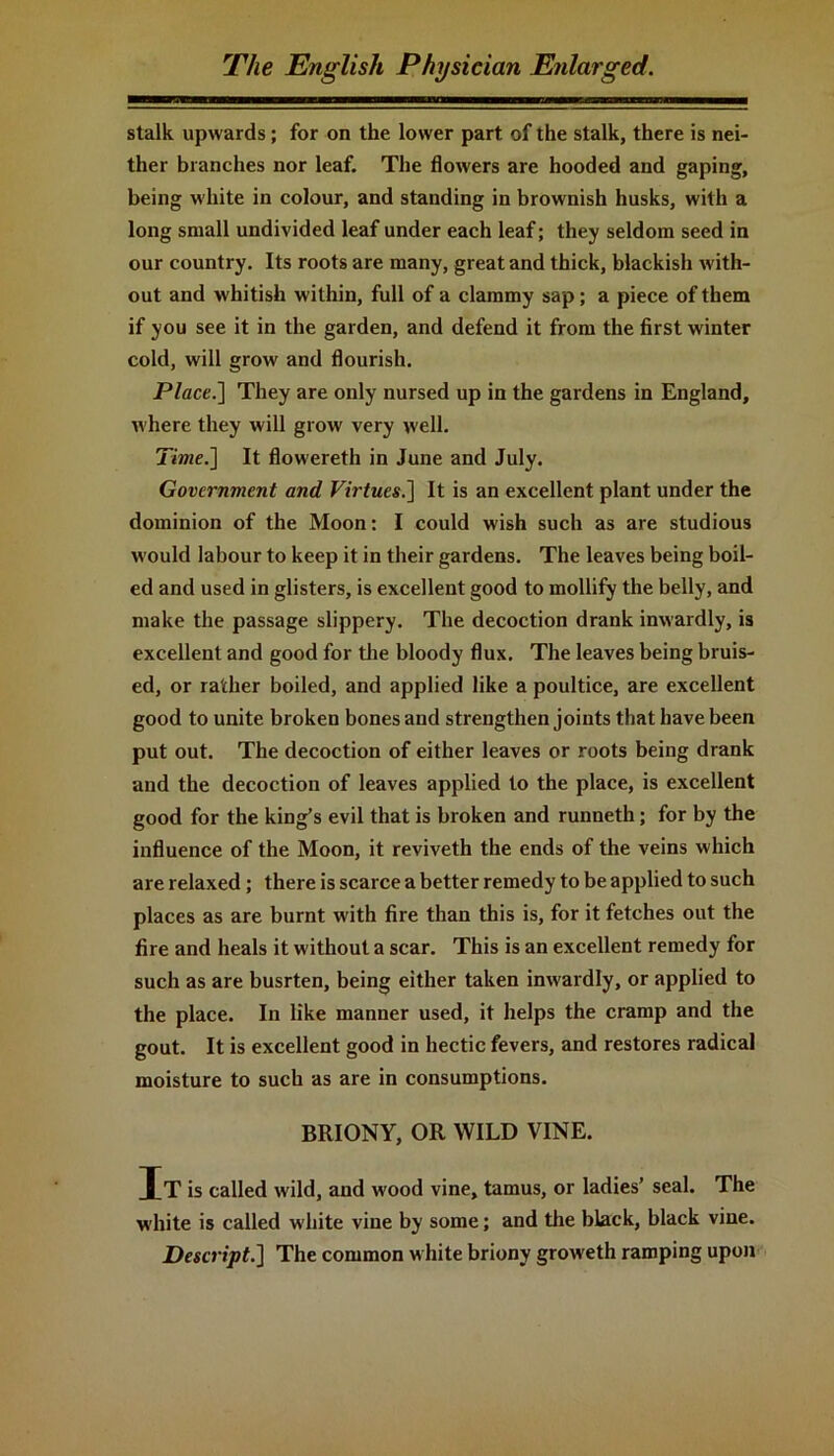 stalk upwards ; for on the lower part of the stalk, there is nei- ther branches nor leaf. The flowers are hooded and gaping, being white in colour, and standing in brownish husks, with a long small undivided leaf under each leaf; they seldom seed in our country. Its roots are many, great and thick, blackish with- out and whitish within, full of a clammy sap; a piece of them if you see it in the garden, and defend it from the first winter cold, will grow and flourish. Place.] They are only nursed up in the gardens in England, where they will grow very well. Time.] It flowereth in June and July. Government and Virtues.] It is an excellent plant under the dominion of the Moon: I could wish such as are studious would labour to keep it in their gardens. The leaves being boil- ed and used in glisters, is excellent good to mollify the belly, and make the passage slippery. The decoction drank inwardly, is excellent and good for the bloody flux. The leaves being bruis- ed, or rather boiled, and applied like a poultice, are excellent good to unite broken bones and strengthen joints that have been put out. The decoction of either leaves or roots being drank and the decoction of leaves applied to the place, is excellent good for the king’s evil that is broken and runneth; for by the influence of the Moon, it reviveth the ends of the veins which are relaxed; there is scarce a better remedy to be applied to such places as are burnt with fire than this is, for it fetches out the fire and heals it without a scar. This is an excellent remedy for such as are busrten, being either taken inwardly, or applied to the place. In like manner used, it helps the cramp and the gout. It is excellent good in hectic fevers, and restores radical moisture to such as are in consumptions. BRIONY, OR WILD VINE. It is called wild, and wood vine, tamus, or ladies’ seal. The white is called white vine by some; and the black, black vine. Descript.] The common white briony groweth ramping upon