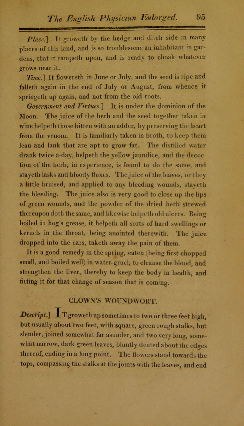 ——— III I I I ^IMIKIfmg Place] It growetli by the hedge and ditch side in many places of this land, and is so troublesome an inhabitant in gar- dens, that it rampeth upon, and is ready to clioak whatever grows near it. Time] It flowereth in June or July, and the seed is ripe and falleth again in the end of July or August, from whence it springeth up again, and not from the old roots. Government and Virtues] It is under the dominion of the Moon. The juice of the herb and the seed together taken in wine helpeth those bitten with an adder, by preserving the heart from the venom. It is familiarly taken in broth, to keep them lean and lank that are apt to grow fat. The distilled water drank twice a-day, helpeth the yellow jaundice, and the decoc- tion of the herb, in experience, is found to do the same, and stayeth lasks and bloody fluxes. The juice of the leaves, or they a little bruised, and applied to any bleeding wounds, stayeth the bleeding. The juice also is very good to close up ihe lips of green wounds, and the powder of the dried herb' strewed thereupon doth the same, and likewise helpeth old ulcers. Being boiled in hog s grease, it helpeth all sorts of hard swellings or kernels in the throat, being anointed therewith. The juice dropped into the ears, taketh away the pain of them. It is a good remedy in the spring, eaten (being first chopped small, and boiled well) in water-gruel, to cleanse the blood, and strengthen the liver, thereby to keep the body in health, and fitting it for that change of season that is coming. CLOWN’S WOUNDWORT. Descript] iTgroweth up sometimes to two or three feet high, but usually about two feet, with square, green rough stalks, but slender, joined somewhat far asunder, and two very long;, some- what narrow, dark green leaves, bluntly dented about the edges thereof, ending in a long point. The flowers stand towards the tops, compassing the stalks at the joints with the leaves, and end