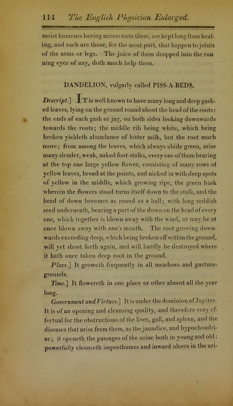 moist humonrs having access unto them, are kept long from heal- ing, and such are those, for the most part, that happen to joints of the arms or legs. The juice of them dropped into the run ning eyes of any, doth much help them. DANDELION, vulgarly called P1SS-A-BEDS. Descript.] Xt is well known to have many long and deep gash- ed leaves, lying on the ground round about the head of the roots: the ends of each gash or jag, on both sides looking downwards towards the roots; the middle rib being white, which being broken yieldeth abundance of bitter milk, but the root much more; from among the leaves, which always abide green, arise many slender, weak, naked foot-stalks, every one of them bearing at the top one large yellow flow er, consisting of many rows of yellow leaves, broad at the points, and nicked in with deep spots of yellow in the middle, which growing ripe, the green husk w herein the flowers stood turns itself down to the stalk, and the head of down becomes as round as a ball; with long reddish seed underneath, bearing a part of the down on the head of every one, which together is bl-ow'n aw ay with the wind, or may be at once blow’n away with one’s mouth. The root growing down- wards exceeding deep, which being broken off within the ground, will yet shoot forth again, and will hardly be destroyed where it hath once taken deep root in the ground. Place.] It groweth frequently in all meadow's and pasture- grounds. Time.] It flow ereth in one place or other almost all the year long. Government and Virtues.] It is under the dominion of Jupiter. It is of an opening and cleansing quality, and therefore very ef- fectual for the obstructions of the liver, gall, and spleen, and the diseases that arise from them, as the jaundice, and hypochondt i- ac; it openeth the passages of (he urine both in young and old : powerfully cleanseth imposthumes and inw'ard ulcers in the uri-