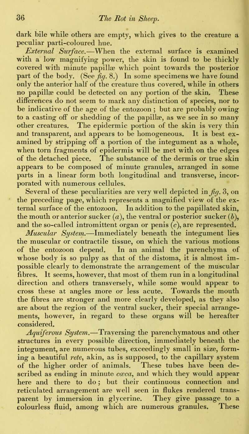 dark bile while others are empty, which gives to the creature a peculiar parti-coloured hue. External Surface.—When the external surface is examined with a low magnifying power, the skin is found to be thickly covered with minute papillae which point towards the posterior part of the body. (See fig. 8.) In some specimens we have found only the anterior half of the creature thus covered, while in others no papillae could be detected on any portion of the skin. These differences do not seem to mark any distinction of species, nor to be indicative of the age of the entozoon ; but are probably owing to a casting off or shedding of the papillae, as we see in so many other creatures. The epidermic portion of the skin is very thin and transparent, and appears to be homogeneous. It is best ex- amined by stripping off a portion of the integument as a whole, when torn fragments of epidermis will be met with on the edges of the detached piece. The substance of the dermis or true skin appears to be composed of minute granules, arranged in some parts in a linear form both longitudinal and transverse, incor- porated with numerous cellules. Several of these peculiarities are very well depicted in fig. 3, on the preceding page, which represents a magnified view of the ex- ternal surface of the entozoon. In addition to the papillated skin, the mouth or anterior sucker (a), the ventral or posterior sucker (h\ and the so-called intromittent organ or penis (c), are represented. Muscular System.—Immediately beneath the integument lies the muscular or contractile tissue, on which the various motions of the entozoon depend. In an animal the parenchyma of whose body is so pulpy as that of the distoma, it is almost im- possible clearly to demonstrate the arrangement of the muscular fibres. It seems, however, that most of them run in a longitudinal direction and others transversely, while some would appear to cross these at angles more or less acute. Towards the mouth the fibres are stronger and more clearly developed, as they also are about the region of the ventral sucker, their special arrange- ments, however, in regard to these organs will be hereafter considered. Aquiferous System.—Traversing the parenchymatous and other structures in every possible direction, immediately beneath the integument, are numerous tubes, exceedingly small in size, form- ing a beautiful rete, akin, as is supposed, to the capillary system of the higher order of animals. These tubes have been de- scribed as ending in minute coeca, and which they would appear here and there to do; but their continuous connection and reticulated arrangement are well seen in flukes rendered trans- parent by immersion in glycerine. They give passage to a colourless fluid, among which are numerous granules. These