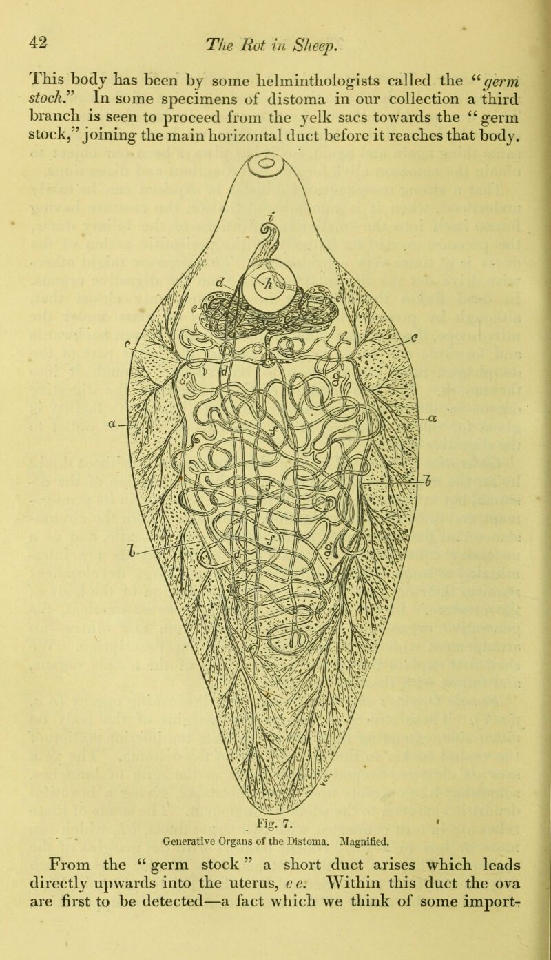This body has been by some helminthologists called the “germ stocks In some specimens of distoma in our collection a third branch is seen to proceed from the yelk sacs towards the “ germ stock,” joining the main horizontal duct before it reaches that body. Generative Organs of the Distoma. Magnified. From the “ germ stock ” a short duct arises which leads directly upwards into the uterus, e e. Within this duct the ova are first to be detected—a fact which we think of some import-
