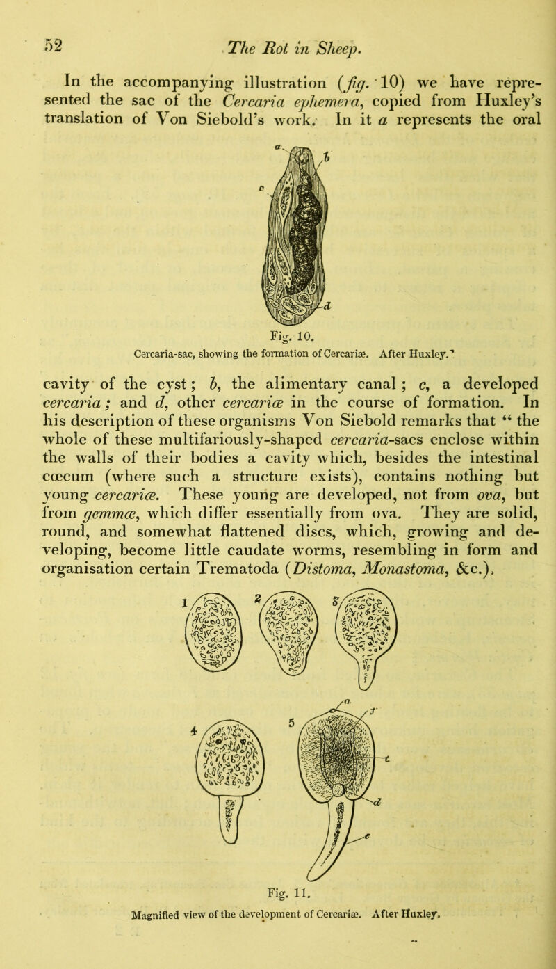 In the accompanying’ illustration (fig. 10) we have repre- sented the sac of the Cercaria ephemera, copied from Huxley’s translation of Von Siebold’s work. In it a represents the oral Fig. 10. Cercaria-sac, showing the formation ofCercarhe. After Huxley.'* cavity of the cyst; 5, the alimentary canal ; c, a developed cercaria; and d, other cercarice in the course of formation. In his description of these organisms Von Siebold remarks that “ the whole of these multifariously-shaped cercaria-sacs enclose within the walls of their bodies a cavity which, besides the intestinal ccecum (where such a structure exists), contains nothing but young cercarice. These young are developed, not from ova, but from gemmae, which differ essentially from ova. They are solid, round, and somewhat flattened discs, which, growing and de- veloping, become little caudate worms, resembling in form and organisation certain Trematoda (Distoma, Monastoma, &c.). Magnified view of the development of Cercariae. After Huxley.