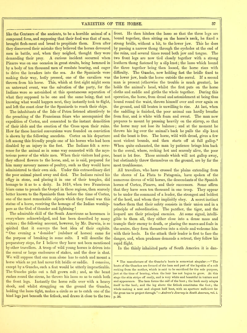like the Centaurs of the ancients, to be a horrible animal of a compound form, and supposing that their food was that of men, brought flesh-meat and bread to propitiate them. Even after they discovered their mistake they believed the horses devoured men in battle, and, when they neighed, thought they were demanding their prey. A curious incident occurred when Pizarro was on one occasion in great straits, being hemmed in by a body of ten thousand men of resolute bearing, and eager to drive the invaders into the sea. As the Spaniards were making their way, hotly pressed, one of the cavaliers was thrown from his horse. This, which at first sight might seem an untoward event, was the salvation of the party, for the Indians were so astonished at this spontaneous separation of what they supposed to he one and the same being, that not knowing what would happen next, they instantly took to flight, and left the coast clear for the Spaniards to reach their ships. The inhabitants of the Isle of Peten listened attentively to the preaching of the Franciscan friars who accompanied the expedition of Cortez, and consented to the instant demolition of their idols and the erection of the Cross upon their ruins. How far these hurried conversions were founded on conviction is shown by the following anecdote. Cortez on his departure left among this friendly people one of his horses who had been disabled by an injury in the foot. The Indians felt a reve- rence for the animal as in some way connected with the mys- terious power of the white men. When their visitors had gone, they offered flowers to the horse, and, as is said, prepared for him many savoury messes of poultry, such as they would have administered to their own sick. Under this extraordinary diet the poor animal pined away and died. The Indians raised his effigy in stone, and placing it in one of their temples, did homage to it as to a deity. In 1618, when two Franciscan friars came to preach the Gospel in these regions, then scarcely better known to the Spaniards than before the time of Cortez, one of the most remarkable objects which they found was this statue of a horse, receiving the homage of the Indian worship- pers as the God of thunder and lightning ! The admirable skill of the South Americans as horsemen is everywhere acknowledged, and has been described by many writers ; the following account, however, by Mr. Darwin, is so spirited that it conveys the best idea of their exploits. “ One evening a ‘ domidor ’ (subduer of horses) came for the purpose of breaking in some colts. I will describe the preparatory steps, for I believe they have not been mentioned by other travellers. A troop of wild young horses is driven into the corral or large enclosures of stakes, and the door is shut. We will suppose that one man alone has to catch and mount a horse which as yet had never felt bridle or saddle. I conceive, except by a Guacho, such a feat would be utterly impracticable. The Guacho picks out a full grown colt; and, as the beast rushes round the circus, he throws his lasso so as to catch both the front legs. Instantly the horse rolls over with a heavy shock, and whilst struggling on the ground the Guacho, holding the lasso tight, makes a circle so as to catch one of the hind legs just beneath the fetlock, and draws it close to the two front. He then hitches the lasso so that the three legs are bound together, then sitting on the horse’s neck, he fixed a strong bridle, without a bit, to the lower jaw. This he does by passing a narrow thong through the eyeholes at the end of the reins, and several times round both jaw and tongue. The two front legs are now tied closely together with a strong leathern thong fastened by a slip knot; the lasso which bound the three together being then loosed, the horse rises with difficulty. The Guacho, now holding fast the bridle fixed to the lower jaw, leads the horse outside the corral. If a second man is present (otherwise the trouble is much greater), he holds the animal’s head, whilst the first puts on the horse cloths and saddle and girths the whole together. During this operation, the horse, from dread and astonishment at being thus bound round the waist, throws himself over and over again on the ground, and till beaten is unwilling to rise. At last, when the saddling is finished, the poor animal can hardly breathe from fear, and is white with foam and sweat. The man now prepares to mount by pressing heavily on the stirrup, so that the horse may not lose its balance; and at the moment he throws his leg over the animal’s back he pulls the slip knot and the beast is free. The horse, wild with dread, gives a few most violent bounds, and then starts off at full gallop.* When quite exhausted, the man by patience brings him back to the corral, where, reeking hot and scarcely alive, the poor beast is let free. Those animals which will not gallop away, but obstinately throw themselves on the ground, are by far the most troublesome. All travellers, who have crossed the plains extending from the shores of La Plata to Patagonia, have spoken of the numerous droves of wild horses, the descendants of the Spanish horses of Cortez, Pizarro, and their successors. Some affirm that they have seen ten thousand in one troop. They appear to be under the command of a leader, the strongest and boldest of the herd, and whom they implicitly obey. A secret instinct teaches them that their safety consists in their union and in a principle of subordination. The panther, the tiger, and the leopard are their principal enemies. At some signal, intelli- gible to them all, they either close into a dense mass and trample their enemy to death, or placing the mares and foals in the centre, they form themselves into a circle and welcome him with their heels. In the attack their leader is first to face the danger, and, when prudence demands a retreat, they follow his rapid flight. In the thinly inhabited parts of South America it is dan- * The manufacture of the Guacho’s boots is somewhat singular :—“ The boots of the Guachos are formed of the ham and part of the leg-skin of a colt reeking from the mother, which is said to be sacrificed for the sole purpose, just at the time of bearing, when the hair has not begun to grow. At this stage the skin strips off easily, and is very white and beautiful in texture and and appearance. The ham forms the calf of the boot; the hock easily adapts itBelf to the heel; and the leg above the fetlock constitutes the foot; the whole making a neat and elegant half boot, with an aperture sufficient- foi the great toe to project through.”—Andrew's Journey in South America, vol. L p. 26.