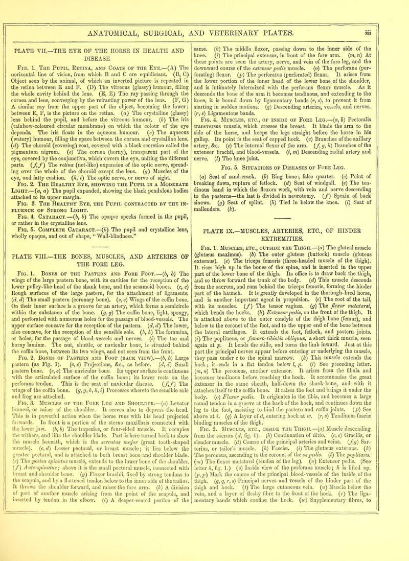 PLATE YII.—THE EYE OE THE HORSE IN HEALTH AND DISEASE. Fig. 1. The Pupil, Retina, and Coats of the Eye.—(A) The Horizontal line of vision, from which B and C are equidistant. (B, C) Object seen by the animal, of which an inverted picture is repeated in the retina between E and F. (D) The vitreous (glassy) humour, filling the whole cavity behind the lens. (E, E) The ray passing through the cornea and lens, converging by the refracting power of the lens. (F, G) A similar ray from the upper part of the object, becoming the lower; between E, F, is the picture on the retina, (a) The crystalline (glassy) lens behind the pupil, and before the vitreous humour. (b) The iris (rainbow-coloured circular membrane) on which the colour of the eye depends. The iris floats in the aqueous humour, (c) The aqueous (watery) humour, filling the space between the cornea and crystalline lens. (d) The choroid (covering) coat, covered with a black secretion called the pigmentum nigrum, (e) The cornea (horny), transparent part of the eye, covered by the conjunctiva, which covers the eye, uniting the different parts. (/,/) The retina (net-like) expansion of the optic nerve, spread- ing over the whole of the choroid except the lens, (g) Muscles of the eye, and fatty cushion, (h, i) The optic nerve, or nerve of sight. Fig. 2. The Healthy Eye, showing the Pupil in a Moderate Light.—(a, a) The pupil expanded, showing the black pendulous bodies attacked to its upper margin. Fig. 3. The Healthy Eye, the Pupil contracted by the in- fluence of Strong Light. Fig. 4. Cataract.—(b, b) The opaque specks formed in the pupil, or rather in the crystalline lens. Fig. 5. Complete Cataract.—(b) The pupil and crystalline lens, wholly opaque, and out of shape, “ Wall-blindness.” PLATE VIII.—THE BONES, MUSCLES, AND ARTERIES OF THE FORE LEG. Fig. 1. Bones of the Pastern and Fore Foot.—(b, b) The wings of the large pastern bone, with its cavities for the reception of the lower pulley-like head of the shank bone, and the sesamoid bones, (c, c) Rough surfaces of the large pastern, for the attachment of ligaments. (d, d) The small pastern (coronary bone), (e, e) Wings of the coffin bone. On their inner surface is a groove for an artery, which forms a semicircle within the substance of the bone, (g, g) The coffin bone, light, spongy, and perforated with numerous holes for the passage of blood-vessels. The upper surface concave for the reception of the pastern. (d, d) The lower, also concave, for the reception of the sensible sole, (h, h) The foramina, or holes, for the passage of blood-vessels and nerves, (i) The toe and horny laminae. The nut, shuttle, or navicular bone, is situated behind the coffin bone, between its two wings, and not seen from the front. Fig. 2. Bones of Pastern and Foot (back view).—(6, b) Large pastern (as Fig. 1). (c, c) Projections, &c., as before, (d, d) Small pastern bone, (e, e) The navicular bone. Its upper surface is continuous with the articulated surface of the coffin bone; its lower rests on the perforans tendon. This is the seat of navicular disease. (ff) The wings of the coffin bone, (g, g, h, h, i) Processes whereto the sensible sole and frog are attached. Fig. 3. Muscles of the Fore Leg and Shoulder.—(a) Levator humeri, or raiser of the shoulder. It serves also to depress the head. This is in powerful action when the horse runs with his head projected forwards. In front is a portion of the sterno maxillaris connected with the lower jaw. (b, b) The trapezius, or four-sided muscle. It occupies the withers, and lifts the shoulder blade. Part is here turned back to show the muscle beneath, which is the serratus major (great tooth-shaped muscle). (c,d) Lesser pectoral, or breast muscle; it lies below the greater pectoral, and is attached to both breast bone and shoulder blade, (e) The postea spinatus muscle, extends to the lower bone of the shoulder. (/) Ante-spinatus; above it is the small pectoral muscle, connected with breast and shoulder bone, (g) Flexor brachii, fixed by strong tendons to the scapula, and by a flattened tendon below to the inner side of the radius. It throws the shoulder forward, and raises the fore arm. (h) A division of part of another muscle arising from the point of the scapula, and inserted by tendon in the elbow, (i) A deeper-seated portion of the same. (7c) The middle flexor, passing down to the inner side of the knee. (l) The principal extensor, in front of the fore arm, (m, n) At these points are seen the artery, nerve, and vein of the fore leg, and the downward course of the extensor pedis muscle. (o) The perforans (per- forating) flexor, (p) The perforatus (perforated) flexor. It arises from the lower portion of the inner head of the lower bone of the shoulder, and is intimately intermixed with the perforans flexor muscle. As it descends the bone of the arm it becomes tendinous, and extending to the knee, it is bound down by ligamentary bands (r, s), to prevent it from starting in sudden motions, (q) Descending arteries, vessels, and nerves, (r, s) Ligamentous bands. Fig. 4. Muscles, etc., of inside of Fore Leg.—(a, b) Pectoralis transversus muscle, which crosses the breast. It binds the arm to the side of the horse, and keeps the legs straight before the horse in his gallop. Its point is the seat of capped hock, (c) Branches of the axillary artery, &c. (e) The internal flexor of the arm. (/, g, h) Branches of the extensor brachii, and blood-vessels, (i, m) Descending radial artery and nerve. (1) The knee joint. Fig. 5. Situations of Diseases of Fore Leg. (a) Seat of sand-crack, (b) Ring bone; false quarter, (c) Point of breaking down, rupture of fetlock, (d) Seat of windgall. (e) The ten- dinous band in which the flexors work, with vein and nerve descending to the pasterns—the last is divided in neurotomy. (/) Sprain of back sinews, (g) Seat of splint, (h) Tied in below the knee, (i) Seat of mallenders. (7c). PLATE IX.—MUSCLES, ARTERIES, ETC., OF HINDER EXTREMITIES. Fig. 1. Muscles, etc., outside the Thigh.—(a) The gluteal muscle (glutseus maximus). (b) The outer gluteus (buttock) muscle (gluteus externus). (c) The triceps femoris (three-headed muscle of the thigh). It rises high up in the bones of the spine, and is inserted in the upper part of the lower bone of the thigh. Its office is to draw back the thigh, and so throw forward the trunk of the body. (d) This muscle descends from the sacrum, and runs behind the triceps femoris, forming the hinder part of the haunch. It is greatly developed in the thorough-bred horse, and is another important agent in propulsion. (e) The root of the tail, with its muscles. (/) The tensor vaginae. (g) The flexor metatarsi, which bends the hocks. (h) Extensor pedis, on the front of the thigh. It is attached above to the outer condyle of the thigh bone (femur), and below to the coronet of the foot, and to the upper end of the bone between the lateral cartilages. It extends the foot, fetlock, and pastern joints, (i) The poplitaeus, or femoro-tibialis obliquus, a short thick muscle, seen again at p. It bends the stifle, and turns the limb inward. Just at this part the principal nerves appear before entering or underlying the muscle, they pass under c to the spinal marrow. (1c) This muscle extends the hock; it ends in a flat tendon below l, p. (l) See preceding letter. (m, n) The peroneus, another extensor. It arises from the fibula aud becomes tendinous before reaching the hock. It accomnanies the great extensor in the same sheath, half-down the shank-bone, and with it attaches itself to the coffin bone. It raises the foot and brings it under the body, (o) Flexor pedis. It originates in the tibia, and becomes a large round tendon in a groove at the back of the hock, and continues down the leg to the foot, assisting to bind the pastern and coffin joints, (p) See above at i. (q) A layer of d, entering hock at w. (r, s) Tendinous fasciae binding muscles of the thigh. Fig. 2. Muscles, etc., inside the Thigh.—(a) Muscle descending from the sacrum (d, fig. 1). (b) Continuation of ditto, (c, e) Gracilis, or slender muscle, (d) Course of the principal arteries and veins, (fg) Sar- torius, or tailor’s muscle. (h) Fasciae, (i) The glutseus externus. (Jc) The peroneus, ascending to the coronet of the os pedis. (l) The poplitaeus. (m) The flexor metatarsi (tendon of the leg), (w) Extensor pedis. (See letter h, fig. 1.) (o) Inside view of the perforans muscle; h is lifted up. (p,p) Mark the course of the principal blood-vessels of the inside of the thigh. (q, q, r, s) Principal nerves and vessels of the hinder part of the thigh and hock. (t) The large cutaneous vein, (u) Muscle below the vein, and a layer of fleshy fibre to the front of the hock, (v) The liga- mentary bands which confine the hock, (to) Supplementary fibres, to