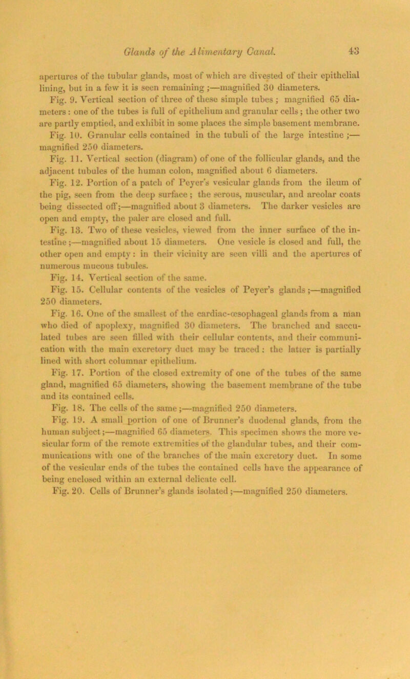 apertures of the tubular glands, most of which are divested of their epithelial lining, but in a few it is seen remaining ;—magnified 30 diameters. Fig. 9. Vertical section of three of these simple tubes; magnified 65 dia- meters : one of the tubes is full of epithelium and granular cells; the other two are partly emptied, and exhibit in some places the simple basement membrane. Fig. 10. Granular cells contained in the tubuli of the large intestine;— magnified 250 diameters. Fig. 11. Vertical section (diagram) of one of the follicular glands, and the adjacent tubules of the human colon, magnified about 6 diameters. Fig. 12. Portion of a patch of Peyer's vesicular glands from the ileum of the pig, seen from the deep surface; the serous, muscular, and areolar coats being dissected off;—magnified about 3 diameters. The darker vesicles are open and empty, the paler tire closed and full. Fig. 13. Two of these vesicles, viewed from the inner surface of the in- testine ;—magnified about 15 diameters. One vesicle is closed and full, the other open and empty: in their vicinity are seen villi and the apertures of numerous mucous tubules. Fig. 14. Vertical section of the same. Fig. 15. Cellular contents of the vesicles of Peyer’s glands;—magnified 250 diameters. Fig. 16. One of the smallest of the cardiac-cesophageal glands from a man who died of apoplexy, magnified 30 diameters. The branched and saccu- lated tubes are seen filled with their cellular contents, and their communi- cation with the main excretory duct may be traced : the latter is partially lined with short columnar epithelium. Fig. 17. Portion of the closed extremity of one of the tubes of the same gland, magnified 65 diameters, showing the basement membrane of the tube and its contained cells. Fig. 18. The cells of the same;—magnified 250 diameters. Fig. 19. A small portion of one of Brunner’s duodenal glands, from the human subject;—magnified 65 diameters. This specimen shows the more ve- sicular form of the remote extremities of the glandular tubes, and their com- munications with one of the branches of the main excretory duct. In some of the vesicular ends of the tubes the contained cells have the appearance of being enclosed within an external delicate cell. Fig. 20. Cells of Brunner’s glands isolated ;—magnified 250 diameters.