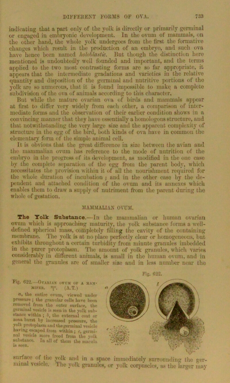 indicating that a part only of the yolk is directly or primarily germinal or engaged in embryonic development. In the ovum of mammals, on the other hand, the whole yolk undergoes from the first the formative changes which result in the production of an embryo, and such ova have hence been named koloblastic. But though the distinction here mentioned is undoubtedly well founded and important, and the terms applied to the two most contrasting forms are so far appropriate, it appears that the intermediate gradations and varieties in the relative quantity and disposition of the germinal and nutritive portions of the yolk are so numerous, that it is found impossible to make a complete subdivision of the ova of animals according to this character. But while the mature ovarian ova of birds and mammals appear at first to differ very widely from each other, a comparison of inter- mediate forms and the observation of their earlier condition shows in a convincing manner that they have essentially a homologous structure, and that notwithstanding the very large size and the apparent complexity of structure in the egg of the bird, both kinds of ova have in common the elementary form of the simple animal cell. It is obvious that the great difference in size between the avian and the mammalian ovum has reference to the mode of nutrition of the embryo in the progress of its development, as modified in the one case by the complete separation of the egg from the parent body, which necessitates the provision within it of all the nourishment required for the whole duration of incubation ; and in the other case by the de- pendent and attached condition of the ovum and its annexes which enables them to draw a supply of nutriment from the parent during the whole of gestat ion. .MAMMALIAN OVUM. The Yolk Substance.—In the mammalian or human ovarian ovum which is approaching maturity, the yolk substance forms a well- defined spherical mass, completely filling the cavity of the containing membrane. The yolk is at noplace ]>errectly clear or homogeneous, but exhibits throughout a certain turbidity from minute granules imbedded in the purer protoplasm. The amount of yolk granules, which varies considerably in different animals, is small in the human ovum, and in general the granules are of smaller size and in less number near the Fig. 622. Fig. 622.—OvARIAJf (>VUM OK A 31AM- MIKKR. 'Y'. (A.T.) <*, the entire ovum, viewed under pressure ; tho granular cells have been removed from the outer surface, the germinal vesicle is seen in the yolk sub- stance within j fi, the external coat or zona burst by increased pressure, the yolk protoplasm and the germinal vesicle having escaped from within ; c, germi- nal vesicle more freed from the yolk substance. In all of them the macula is seen. surface of the yolk and in a space immediately surrounding the ger- minal vesicle. J he yolk granules, or yolk corpuscles, as the larger may