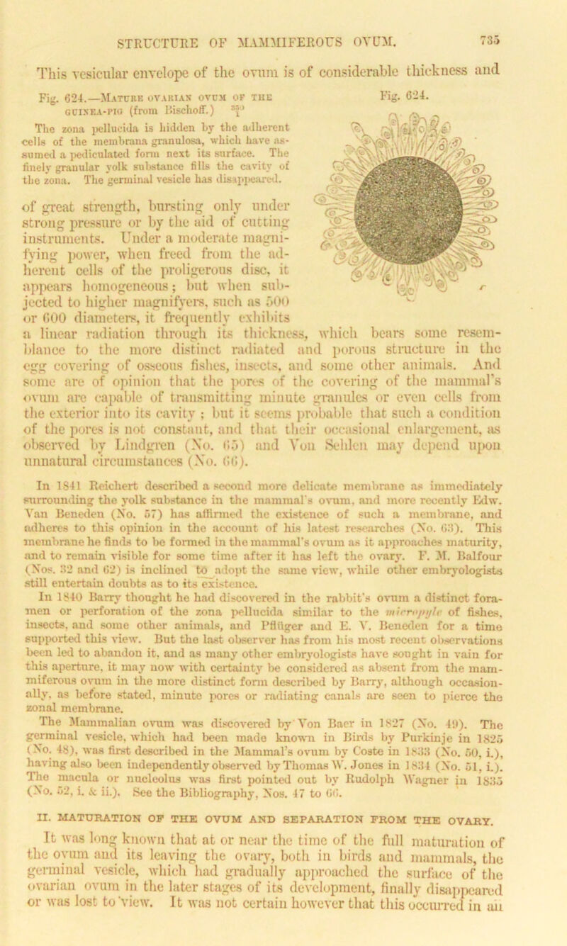 STRUCTURE OF MAMMIFEROUS OVUM. 7 3a This vesicular envelope of the ovum is of considerable thickness and Fig. 624.—Mature ovarian ovum of the GCIXRA-pio (from Bischoff.) *| ’ The zona pellueida is hidden by the adherent cells of the rnembrana granulosa, which have as- sumed a pediculated fonn next its surface. The finely granular yolk substance fills the cavity of the zona. The germinal vesicle has disappeared. of 'Treat strength, bursting only under strong pressure or by the aid of cutting instruments. Under a moderate magni- fying power, when freed from the ad- herent cells of the proligerous disc, it appears homogeneous; but when sub- jected to higher magnifyers, such as 500 or CiOO diameters, it frequently exhibits a linear radiation through its thickness, which bears some resem- blance to the more distinct radiated and porous structure in the egg covering of osseous fishes, insects, and some other animals. And some are of opinion that the pores of the covering of the mammal’s ovum are capable of transmitting minute granules or even cells from the exterior into its cavity ; but it seems probable that such a condition of the pores is not constant, and that their occasional enlargement, as observed by Lindgren (No. (15) and You Sehlen may depend ui»on unnatural circumstances (No. (hi). In 1841 Reichert described a second more delicate membrane as immediately surrounding the yolk substance in the mammal's ovum, and more recently Edw. Van Beneden (No. 57) has alfinned the existence of such a membrane, and adheres to this opinion in the account of his latest researches (Xo. O.'l). This membrane he finds to be formed in the mammal's ovum as it approaches maturity, and to remain visible for some time after it has left the ovary. F. 31. Balfour (Xos. 32 and 62) is inclined to adopt the same view, while other embryologists still entertain doubts as to its existence. In 1840 Barry thought he had discovered in the rabbit's ovum a distinct fora- men or perforation of the zona pellueida similar to the mirrojiylc of fishes, insects, and some other animals, and Pfiiiger and E. V. Beneden for a time supported this view. But the last observer has from his most recent observations been led to abandon it, and as many other embryologists have sought in vain for this aperture, it may now with certainty lie considered as absent from the mam- miferous ovum in the more distinct fonn described by Barry, although occasion- ally. as before stated, minute pores or radiating canals are seen to pierce the zonal membrane. The Mammalian ovum was discovered by'Von Baer in 1S27 (Xo. 49). The germinal vesicle, which had been made known in Birds by Purkinje in 1825 (Xo. 48), was first described in the Mammal’s ovum by Coate in 18:}:1 (Xo. 50, i.), having also been independently observed by Thomas W. Jones in 18114 (Xo. 51, i.). The macula or nucleolus was first pointed out by Rudolph Wagner in 1SJ5 (Xo. 52, i. &: ii.). See the Bibliography, Xos. 47 to 66. It was lung known that at or near the time of the full maturation of the ovum and its leaving the ovary, both in birds and mammals, the germinal vesicle, which had gradually approached the surface of the ovarian ovum in the later stages of its development, finally disappeared or was lost to view. It was not certaiu however that this occurred in an Fig. 624.