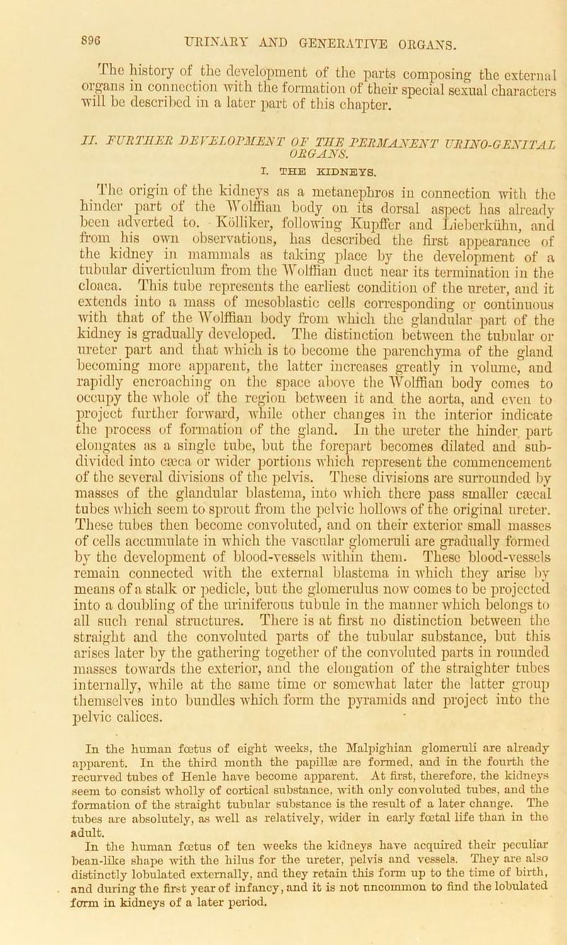 -The history of the development of the parts composing the external organs in connection with the formation of their special sexual characters will be described in a later part of this chapter. II. FURTHER DEI 'El OFMEN T OF THE PERMANENT URINO-GENITAL ORGANS. I. THE KIDNEYS. The origin of the kidneys as a metanepliros in connection with the hinder part of the \\ olffian body on its dorsal aspect has already been adverted to. Kolliker, following Kupffer and Lieberkiilm, and from his own observations, has described the first appearance of the kidney in mammals as taking place by the development of a tubular diverticulum from the Wolffian duct near its termination in the cloaca. This tube represents the earliest condition of the ureter, and it extends into a mass of mcsoblastic cells corresponding or continuous with that of the Wolffian body from which the glandular part of the kidney is gradually developed. The distinction between the tubular or ureter part and that which is to become the parenchyma of the gland becoming more apparent, the latter increases greatly in volume, and rapidly encroaching on the space above the Wolffian body comes to occupy the whole of the region between it and the aorta, and even to project further forward, while other changes in the interior indicate the process of formation of the gland. In the ureter the hinder, part elongates as a single tube, but the forepart becomes dilated and sub- divided into caeca or wider portions which represent the commencement of the several divisions of the pelvis. These divisions are surrounded by masses of the glandular blastema, into which there pass smaller crncal tubes which seem to sprout from the pelvic hollows of the original ureter. These tubes then become convoluted, and on their exterior small masses of cells accumulate in which the vascular glomeruli are gradually formed by the development of blood-vessels within them. These blood-vessels remain connected with the external blastema in which they arise by means of a stalk or pedicle, but the glomerulus now comes to be projected into a doubling of the uriniferous tubule in the manner which belongs to all such renal structures. There is at first no distinction between the straight and the convoluted parts of the tubular substance, but this arises later by the gathering together of the convoluted parts in rounded masses towards the exterior, and the elongation of the straighter tubes internally, while at the same time or somewhat later the latter group themselves into bundles which form the pyramids and project into the pelvic calices. In the human foetus of eight weeks, the Malpighian glomeruli are already apparent. In the third month the papillae are formed, and in the fourth the recurved tubes of Henle have become apparent. At first, therefore, the kidneys seem to consist wholly of cortical substance, with only convoluted tubes, and the formation of the straight tubular substance is the result of a later change. The tubes are absolutely, as well as relatively, wider in early foetal life than in the adult. In the human foetus of ten weeks the kidneys have acquired their peculiar bean-like shape with the hilus for the ureter, pelvis and vessels. They are also distinctly lobulated externally, and they retain this form up to the time of birth, and during the first year of infancy, and it is not uncommon to find the lobulated form in kidneys of a later period.