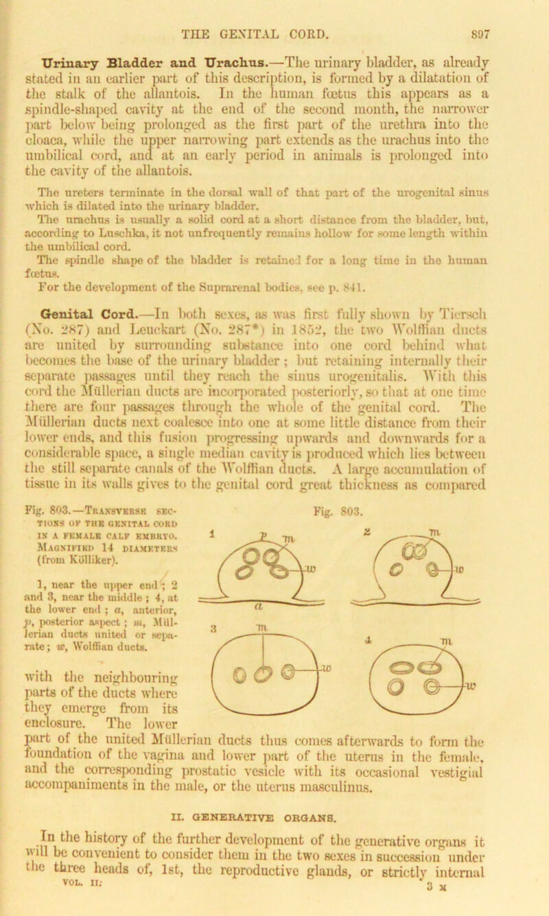 Urinary Bladder and Urachus.—The urinary bladder, as already stated in an earlier part of this description, is formed by a dilatation of the stalk of the allantois. In the human foetus this appears as a spindle-shaped cavity at the end of the second month, the narrower part below being prolonged as the first part of the urethra into the cloaca, while the upper narrowing part extends as the urachus into the umbilical cord, and at an early period in animals is prolonged into the cavity of the allantois. The ureters terminate in the dorsal wall of that part of the urogenital sinus which is dilated into the urinary bladder. The urachus is usually a solid cord at a short distance from the bladder, but, according to Luschka, it not unfrequently remains hollow for some length within the umbilical cord. The spindle shape of the bladder is retained for a long time in tho human foetus. For the development of the Suprarenal bodies, see p. S41. Genital Cord.—In both sexes, as was first, tally shown by Tiersch (No. 287) and Lenckart (No. 287*) in 1802, the two Wolttian ducts are united by surrounding substance into one cord behind what becomes the base of the urinary bladder ; but retaining internally their separate passages until they reach the sinus urogeuitalis. With this cord the Mullerian duets are incorporated posteriorly, so that at one time there are four passages through the whole of the genital coni. The MUllerian ducts next coalesce into one at wane little distance from their lower ends, and this fusion progressing upwards and downwards for a considerable space, a single median cavity is produced which lies between the still separate canals of the Wolffian ducts. A large accumulation of tissue in its walls gives to the genital cord great thickness as compared Fig. 803.—Transverse SEC- TIONS OK T1IK GKXITAL COR!) IS A FEMALE CALK KMHHYO. Magnified 14 diameters (from KiiUiker). 1, near the upper end ; 2 and 3, near the middle ; 4, at the lower end ; a, anterior, ]>, posterior aspect; m, Mul- lerian ducts united or sei«t- rnte; w, Wolffian ducts. with the neighbouring parts of the ducts where they emerge from its enclosure. The lower Fig. 803. part of the united Mullerian ducts thus comes afterwards to form the foundation of the vagina and lower part of the uterus in the female, and the corresponding prostatic vesicle with its occasional vestigial accompaniments in the male, or the uterus masculinus. IX. GENERATIVE ORGANS. Tn the history of the further development of the generative organs it wdl be convenient to consider them in the two sexes in succession under t io three heads of, 1st, the reproductive glauds, or strictly internal vol. nt * 3 M