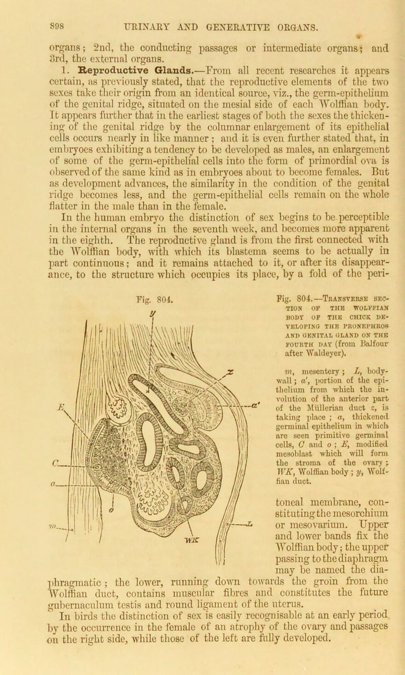 organs; 2nd, the conducting passages or intermediate organs; and 3rd, the external organs. 1. Reproductive Glands.—From all recent researches it appears certain, as previously stated, that the reproductive elements of the two sexes take their origin from an identical source, viz., the germ-epithelium of the genital ridge, situated on the mesial side of each Wolffian body. It appears further that in the earliest stages of both the sexes the thicken- ing of the genital ridge by the columnar enlargement of its epithelial cells occurs nearly in like manner ; and it is even further stated that, in embryoes exhibiting a tendency to be developed as males, an enlargement of some of the germ-epithelial cells into tire form of primordial ova is observed of the same kind as in embryoes about to become females. But as development advances, the similarity in the condition of the genital ridge becomes less, and the germ-epithelial cells remain on the whole Hatter in the male than in the female. In the human embryo the distinction of sex begins to be perceptible in the internal organs in the seventh week, and becomes more apparent in the eighth. The reproductive gland is from the first connected with the Wolffian body, with which its blastema seems to be actually in part continuous; and it remains attached to it, or after its disappear- ance, to the structure which occupies its place, by a fold of the peri- tion or THE WOLFFIAN BODY OF THE CHICK DE- VELOPING THE PRONEPHROS AND GENITAL GLAND ON THE fourth day (from Balfour after Waldeyer). vi, mesentery; L, body- wall ; a', portion of the epi- thelium from which the in- volution of tho anterior part of the Miillerian duct z, is taking place ; a, thickened germinal epithelium in which are seen primitive germinal cells, 0 and o ; E, modified mesoblast which will form the stroma of the ovary -r WK, Wolffian body ; y, Wolf- fian duct. toncal membrane, con- stituting the inesorchimn or mesovarium. Upper and lower bands fix the “Wolffian body; the upper passing to the diaphragm may be named the dia- phragmatic ; the lower, running down towards the groin from the Wolffian duct, contains muscular fibres and constitutes the future gubemaculum testis and round ligament of the uterus. In birds the distinction of sex is easily recognisable at an early period by the occurrence in the female of an atrophy of the ovary and passages on the right side, while those of the left are fully developed.