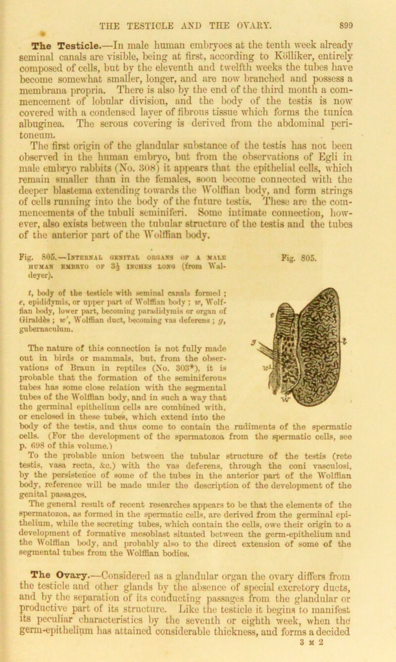 The Testicle.—In male human embryoes at the tenth week already seminal canals are visible, being at first, according to Kolliker, entirely composed of ceils, but by the eleventh and twelfth weeks the tubes have become somewhat smaller, longer, and are now branched and possess a membrana propria. There is also by the end of the third month a com- mencement of lobular division, and the body of the testis is now covered with a condensed layer of fibrous tissue which forms the tunica albuginea. The serous covering is derived from the abdominal peri- toneum. The first origin of the glandular substance of the testis has not been observed in the human embryo, but from the observations of Egli in male embryo rabbits (No. 308) it appears that the epithelial cells, which remain smaller than in the females, soon ljecome connected with the deeper blastema extending towards the Wolffian body, and form strings of cells running into the body of the future testis. These are the com- mencements of the tnbuli seminiferi. Some intimate connection, how- ever, also exists between the tubular structure of the testis and the tubes of the anterior part of the Wolffian Ixxly. Fig. 805.—Internal genital organs or a male HUMAN EMBRYO OK 3^ INCHES LONG (from Witl- deyer). f, body of the testicle with seminal canals formed ; f, epididymis, or npper part of Wolffian body ; te, Wolf- fian body, lower part, becoming paradidymis or organ of Giraldfca ; w\ Wolffian duct, becoming ras deferens ; gubernaculum. The nature of this connection is not fully made out in birds or niammals, but, from the obser- vations of Braun in reptiles (No. 303*). it is probable that the formation of the seminiferous tubes has some close relation with the segmental tubes of the Wolffian Ixxly, and in such a way that the germinal epithelium cells are combined with, or enclosed in these tubes. which extend into the body of the testis, and thus come to contain the rudiments of the spermatic cells. (For the development of the spermatozoa from the spermatic cells, see p. (>98 of this volume.) To the probable union between the tubular structure of the testis (rete testis, vasa recta, &c.) with the vas deferens, through the coni vasculosi, by the persistence of some of the tubes in the anterior part of the Wolffian body, reference will be made under the description of the development of the genital passages. The general result of recent researches appeal’s to be that the elements of the spermatozoa, as formed in the spermatic cells, are derived from the germinal epi- thelium, while the secreting tubes, which contain the cells, owe their origin to a development of formative mesoblast situated between the germ-epithelium and the Wolffian Ixxly, and probably also to the direct extension of some of the segmental tubes from the Wolffian bodies. The Ovary.—Considered as a glandular organ the ovary differs from the testicle and other glands by the absence of special excretory ducts, and by the separation of its conducting passages from the glandular or productive part of its structure. Like the testicle it begins to manifest its peculiar characteristics by the seventh or eighth week, when the germ-epithelium has attained considerable thickness, and forms a decided