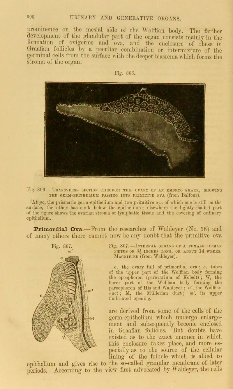 prominence on the mesial side of the Wolffian body. The farther development of the glandular part of the organ consists mainly in the formation of ovigerms and ova, and the enclosure of these in Graafian follicles by a peculiar combination or intermixture of the germinal cells from the surface with the deeper blastema which forms the stroma of the organ. Fig. S06. Fig. 806.—Transverse section through the ovary of an embryo shark, showing THE GERM-EPITHELIUM PASSING INTO PRIMITIVE OVA (from Balfour). At ]io, the prismatic germ-epithelium and two primitive ova of which one is still on the surface, the other has sunk below the epithelium ; elsewhere the lightly-shaded part of the figure shows the ovarian stroma or lymphatic tissue and the covering of ordinary epithelium. Primordial Ova.—From the researches of Waldeyer (No. 58) and of many others there cannot now be any doubt that the primitive ova o, the ovary full of primordial ova ; e, tubes of the upper part of the Wolffian body forming the cpooplioron (parovarium of Kobelt); W, the lower part of the Wolffian body forming the paroophoron of His and Waldeyer ; io\ the Wolffian duct; M, the Mullerian duct; in', its upper fimbriated opening. arc derived from some of the cells of the germ-epithelium which undergo enlarge- ment and subsequently become enclosed in Graafian follicles. But doubts have existed as to the exact manner in which this enclosure takes place, and more es- pecially as to the source of the cellular lining of the follicle which is allied to epithelium and gives rise to the so-called granular membrane of later periods. According to the view first advocated by Waldeyer, the cells Fig. 807. Fig. 807.—Internal organs of a female human F0BTUS OF aft INCHES LONG, OR ABOUT 14 WEEKS. Magnified (from Waldeyer).