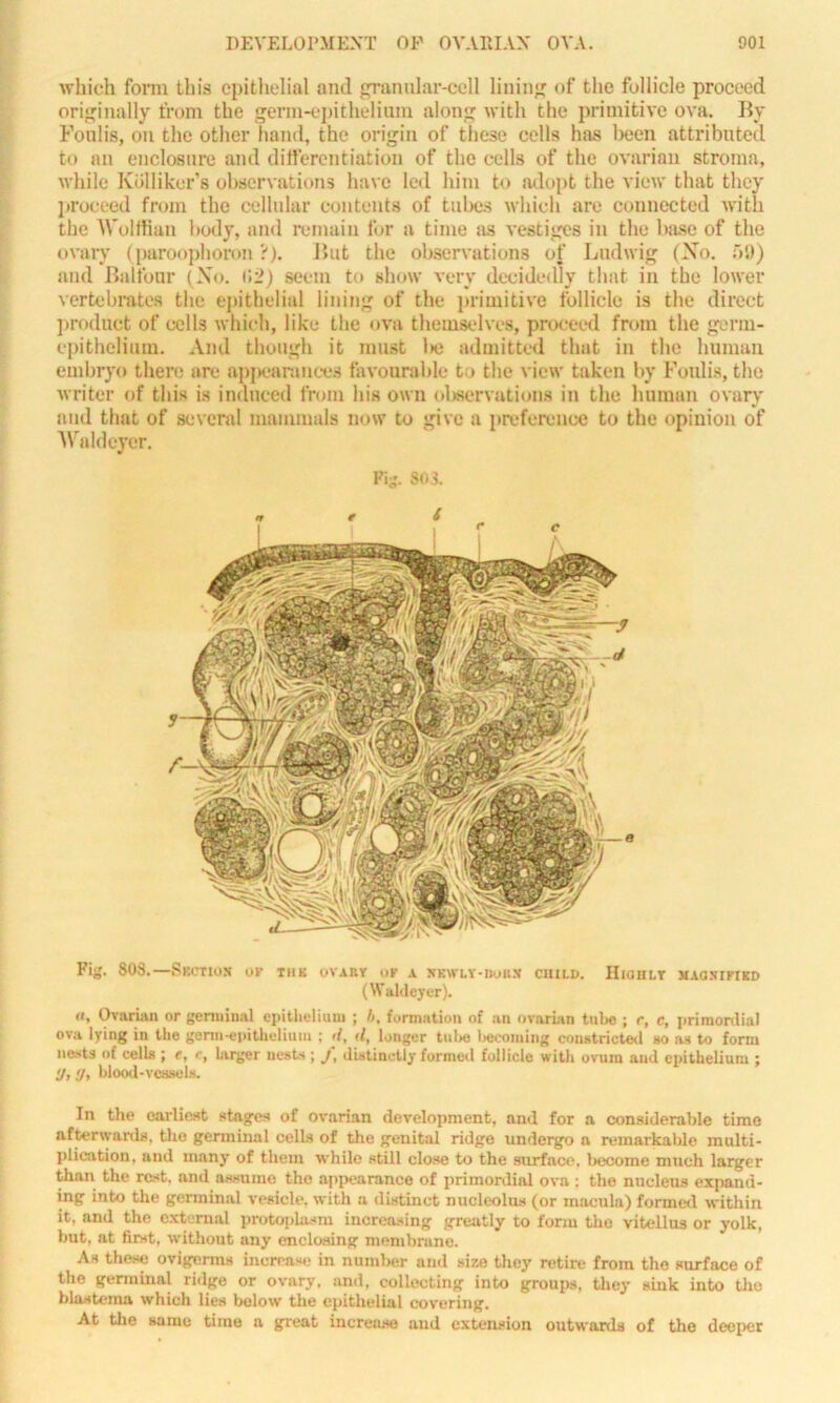 which form this epithelial and granular-cell lining of the follicle proceed originally from the germ-epithelium along with the primitive ova. By Foulis, on the other hand, the origin of these cells has been attributed to an enclosure and differentiation of the cells of the ovarian stroma, while Kolliker’s observations have led him to adopt the view that they proceed from the cellular contents of tubes which are connected with the Wolffian body, and remain for a time as vestiges in the base of the ovary (paroophoron ?). But the observations of Ludwig (No. 59) and Balfour (No. (12) seem to show very decidedly that in the lower vertebrates the epithelial lining of the primitive follicle is the direct product of cells which, like the ova themselves, proceed from the germ- epithelium. And though it must l>e admitted that in the human embryo there are appearances favourable to the view taken by Foulis, the writer of this is induced from his own observations in the human ovary and that of several mammals now to give a preference to the opinion of Waldeyer. Pij;. 803. Fig. 808.—Skctiox ok thk ovary ok a nkwly-iioux child. Highly magsikikd (Waldeyer). ((, Ovarian or germinal epithelium ; b. formation of an ovarian tube ; r, c, primordial ova lying in the genu-epithelium : d, >1, longer tube becoming constricted so as to form wests «f cells ; e, c, larger nests ; j\ distinctly formed follicle with ovum and epithelium ; <J, >j, blood-vessels. In the earliest stages of ovarian development, and for a considerable time afterwards, the germinal ceils of the genital ridge undergo a remarkable multi- plication, and many of them while still close to the surface, become much larger than the rest, and assume the appearance of primordial ova ; the nucleus expand- ing into the germinal vesicle, with a distinct nucleolus (or macula) formed -within it, and the external protoplasm increasing greatly to form the vitellus or yolk, but. at first, without any enclosing membrane. As these ovigorms increase in number and size they retire from the surface of the germinal ridge or ovary, and, collecting into groups, they sink into the blastema which lies below the epithelial covering. At the same time a great increase and extension outwards of the deeper